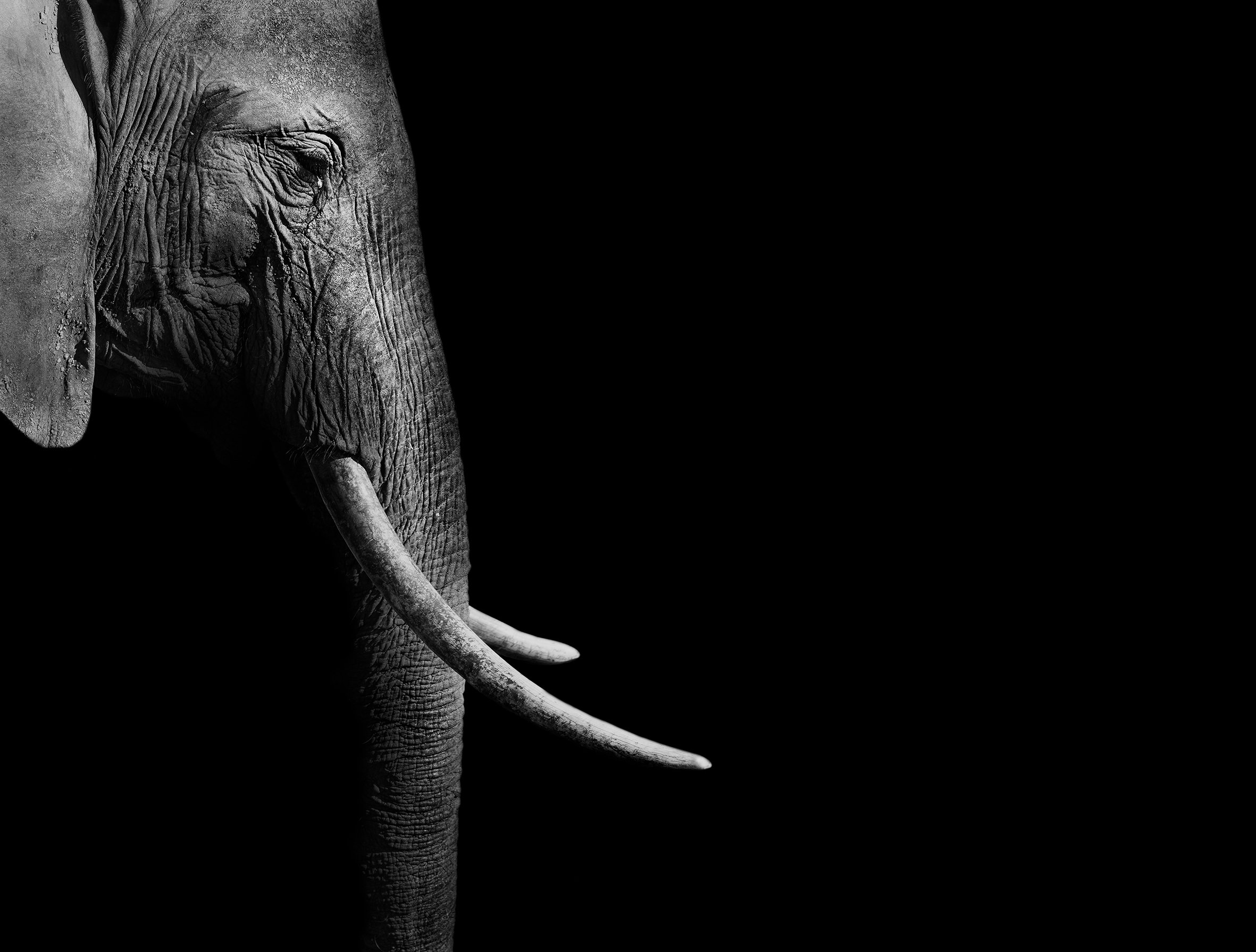 Tusk and Time 2