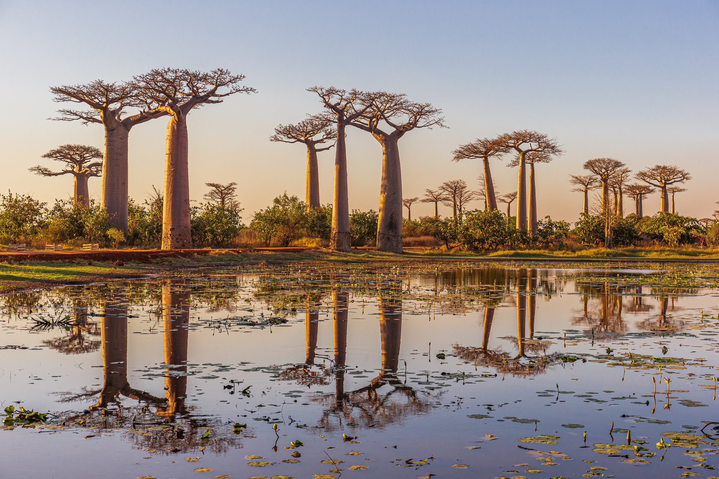 Beneath the Baobabs.jpg
