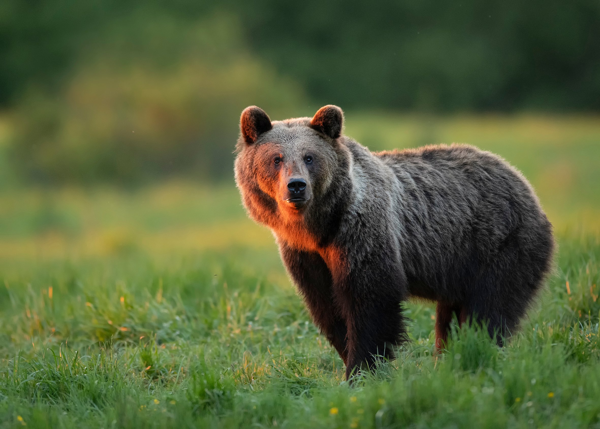 Keepers of the Wild 1