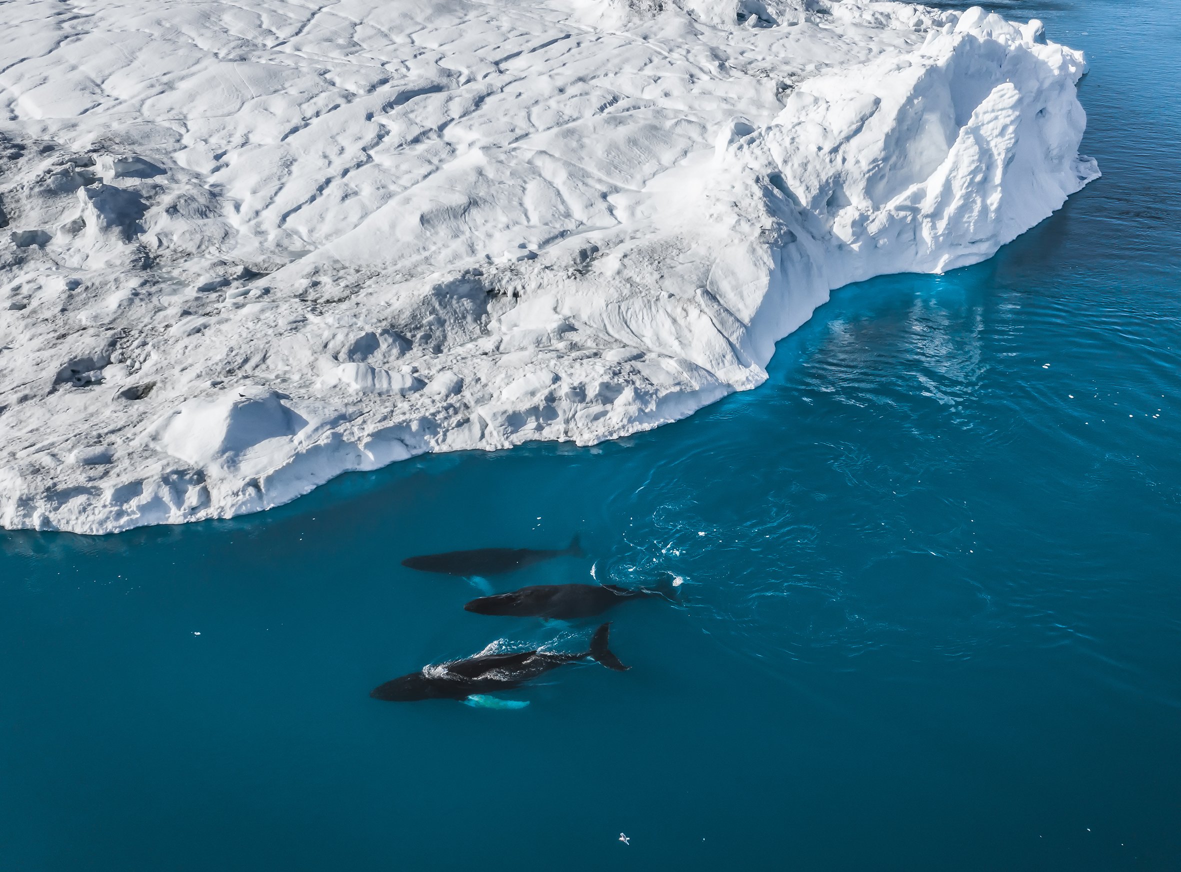 Giants Beneath the Frost 2