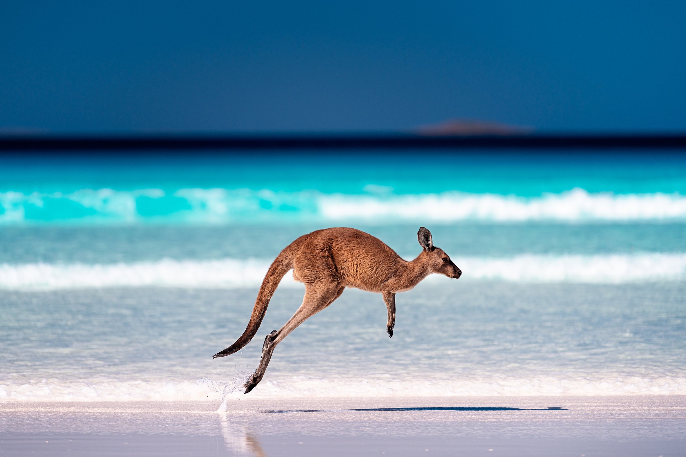 Island Hopper