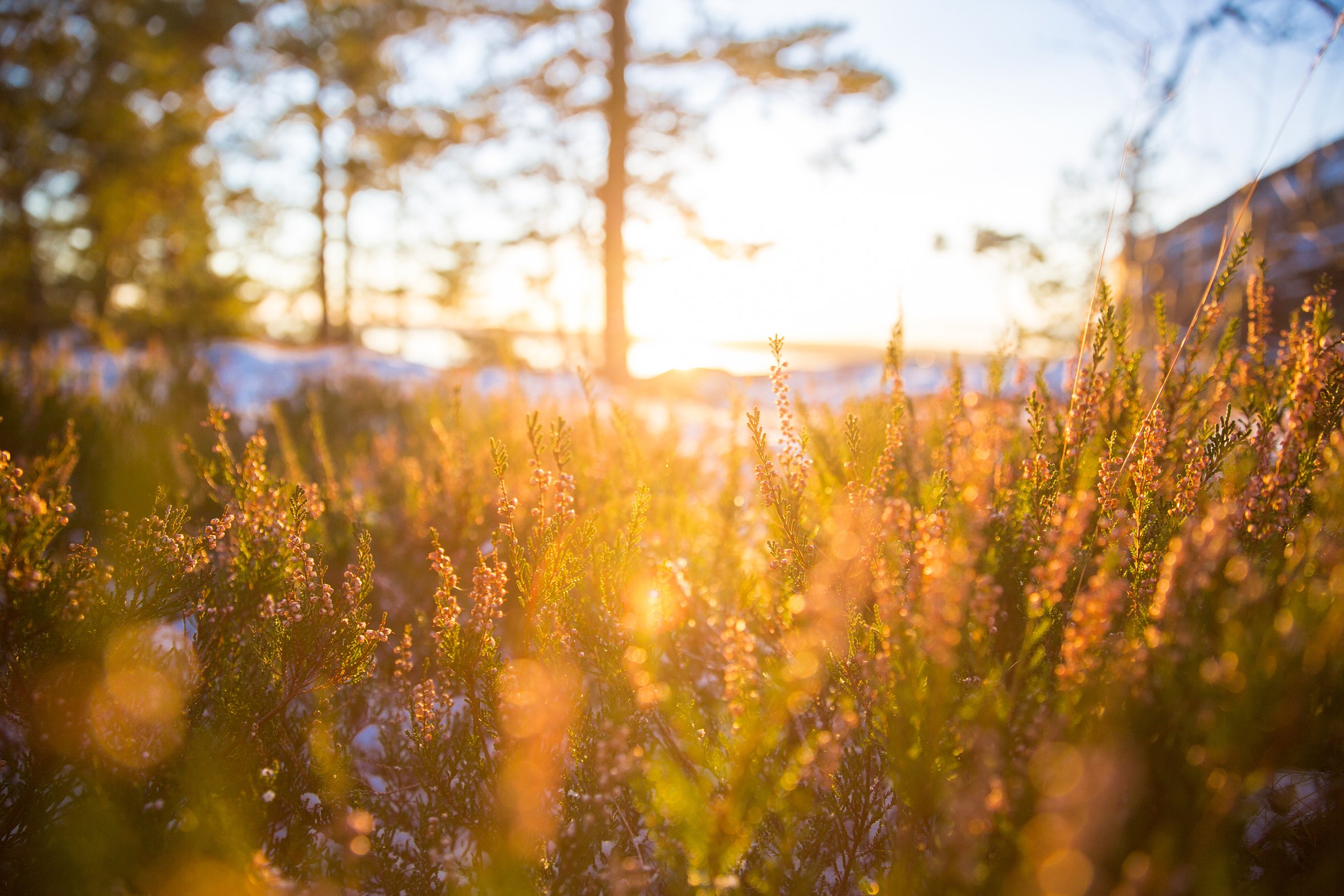 Sunlit Silence