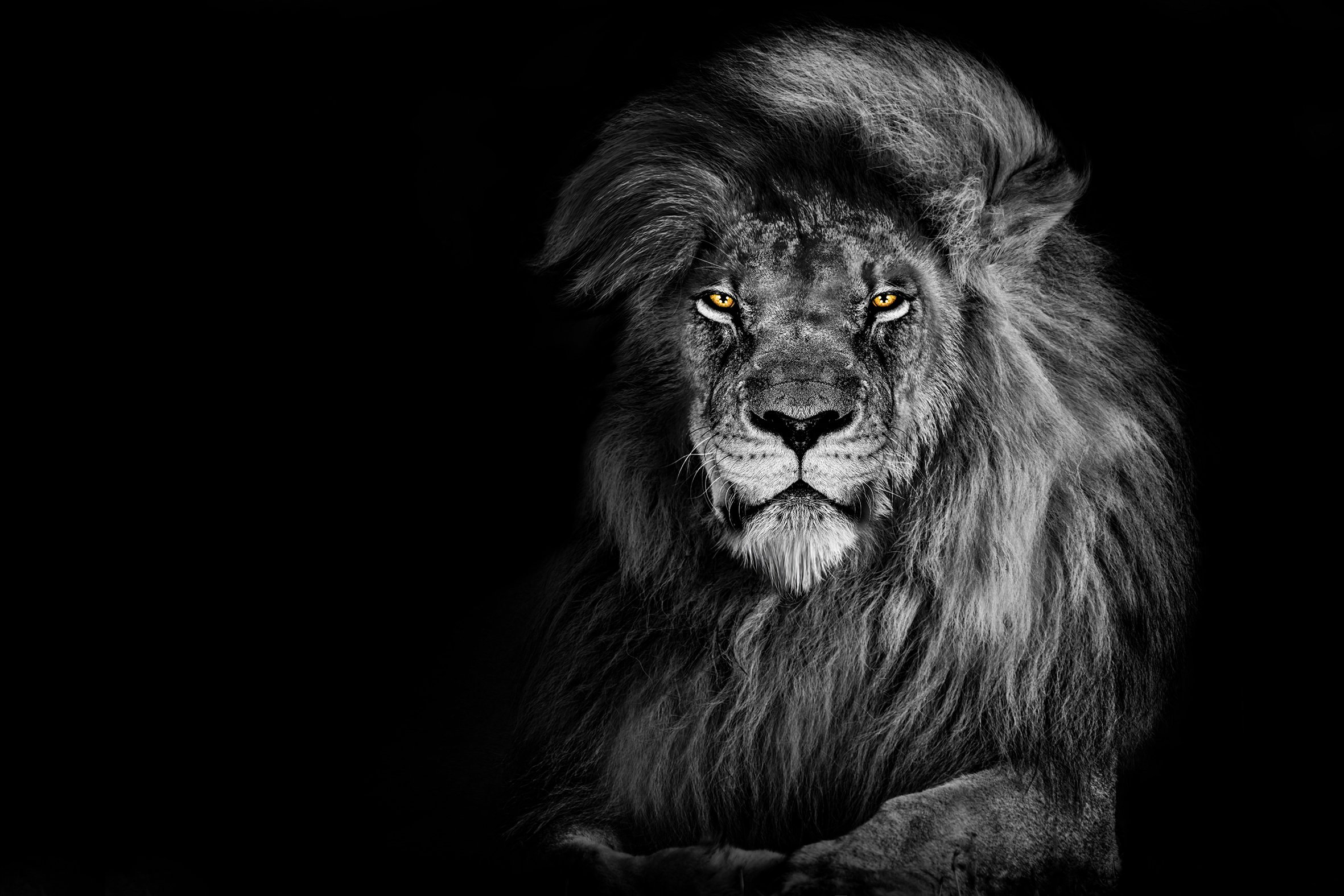 Eyes of the Pride 2
