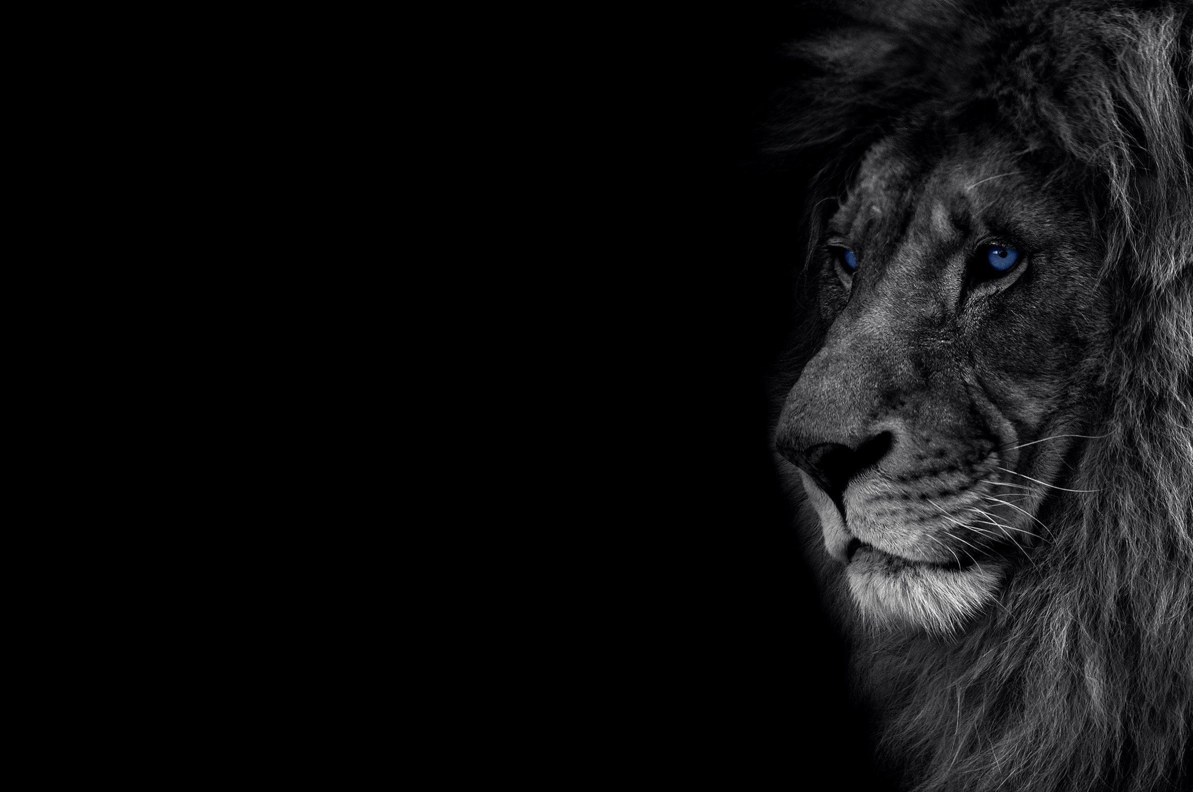 Eyes of the Pride 1