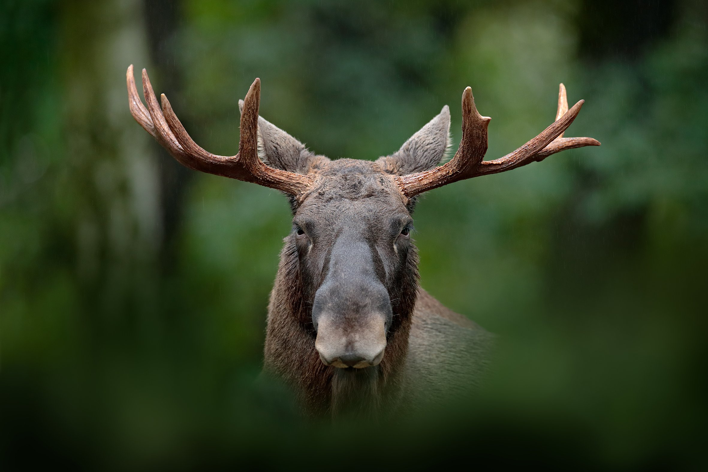 Don't Moose With Me 1