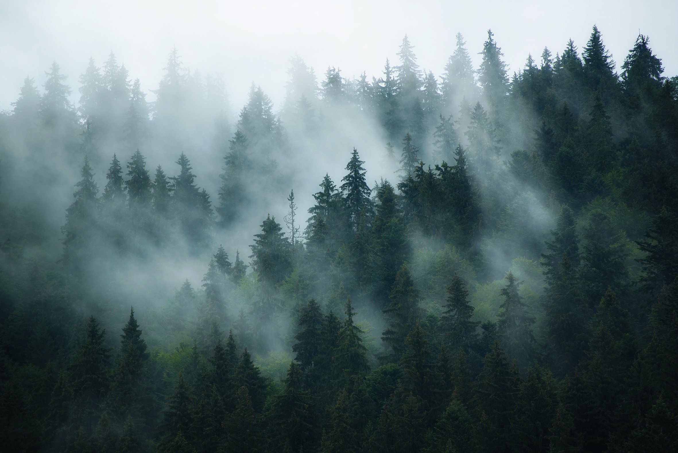 Misty Fir Forrest