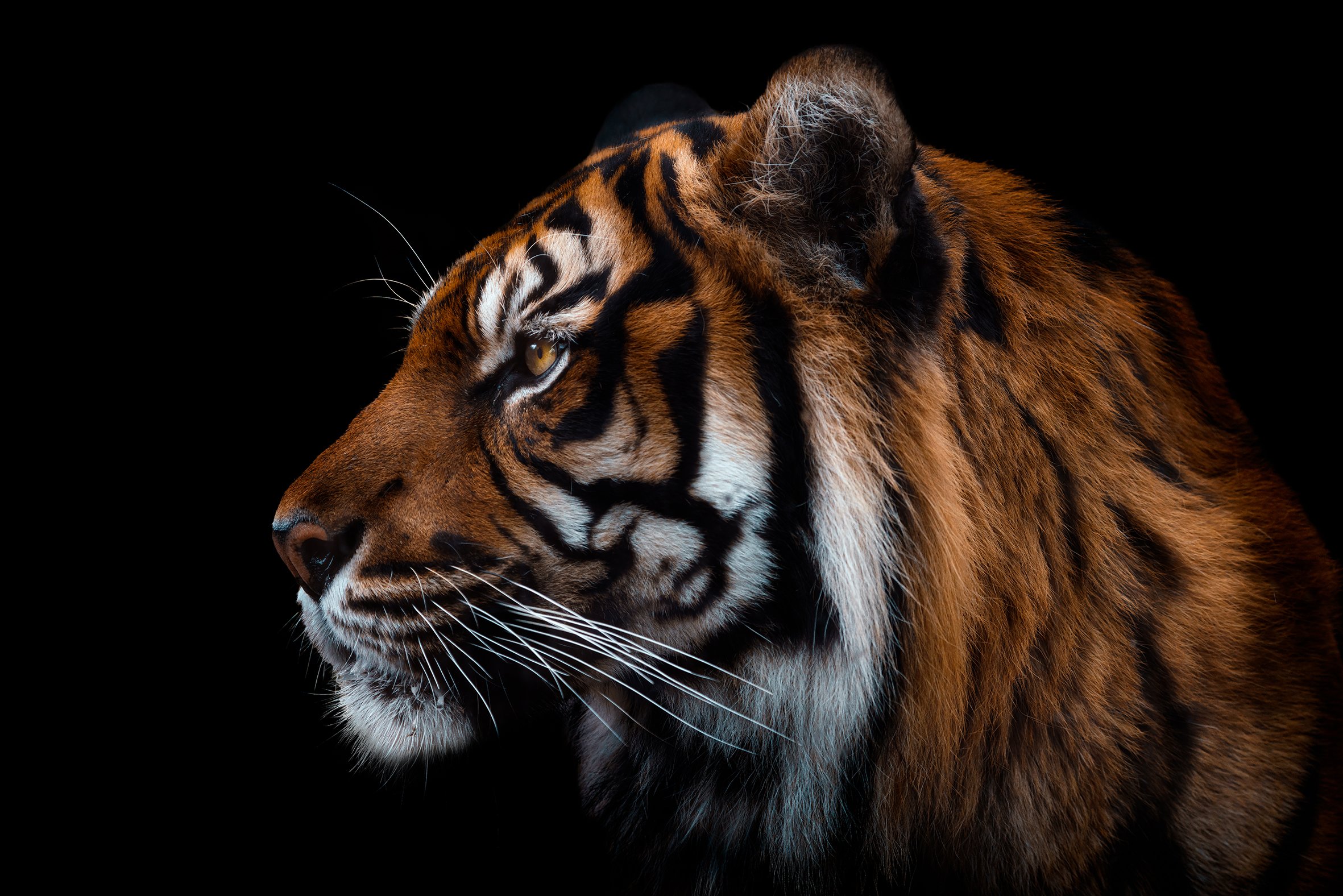 Born of the Wild 4