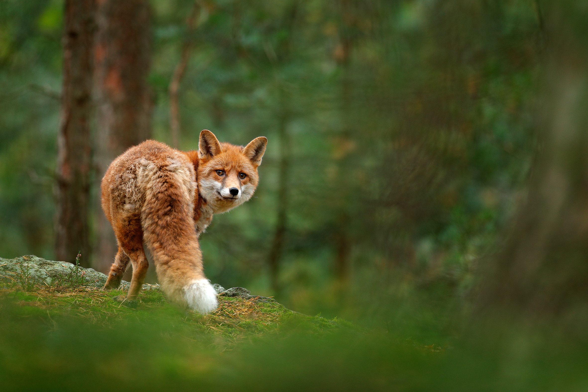 Fox Trot 1