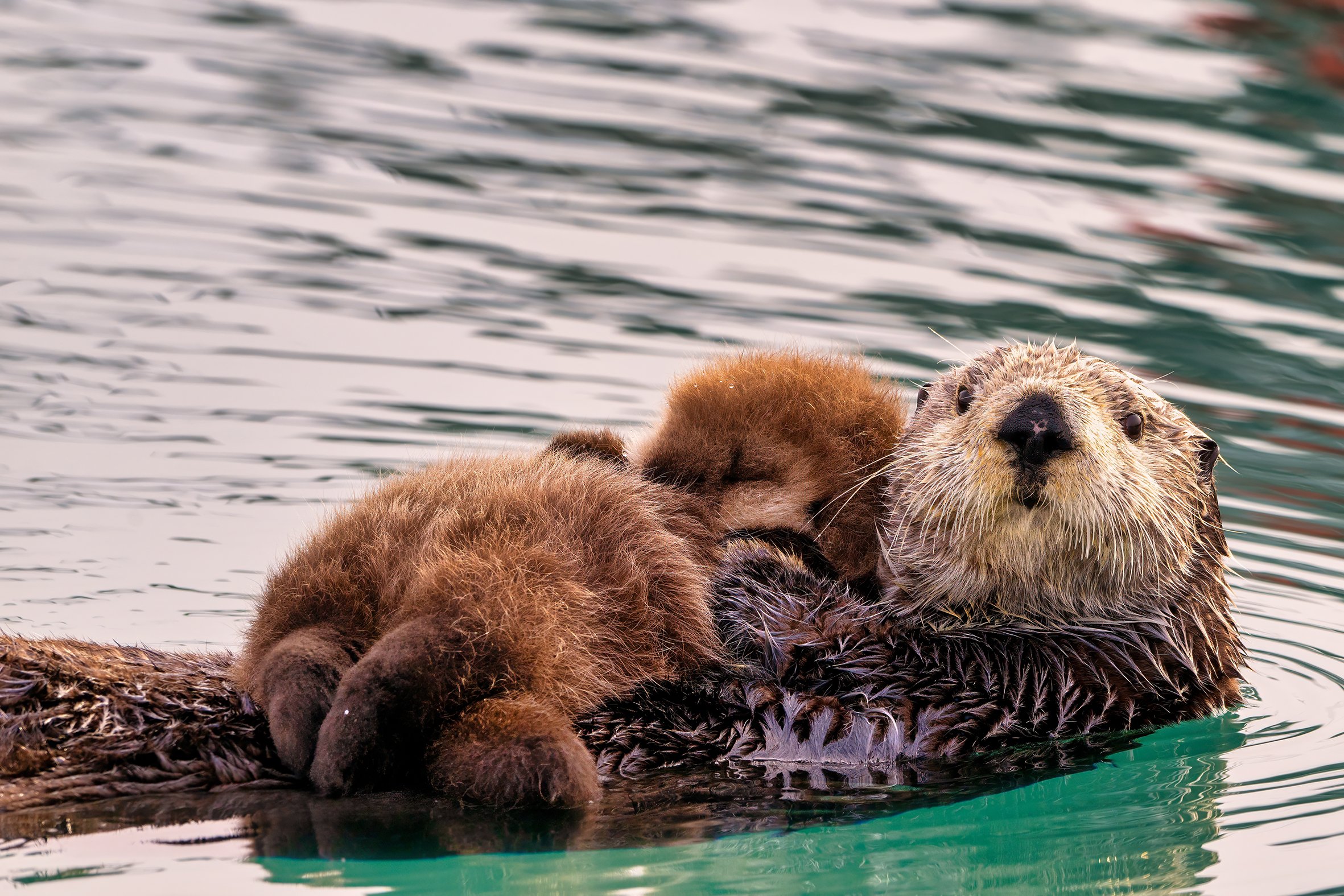 Otterly Loved 1