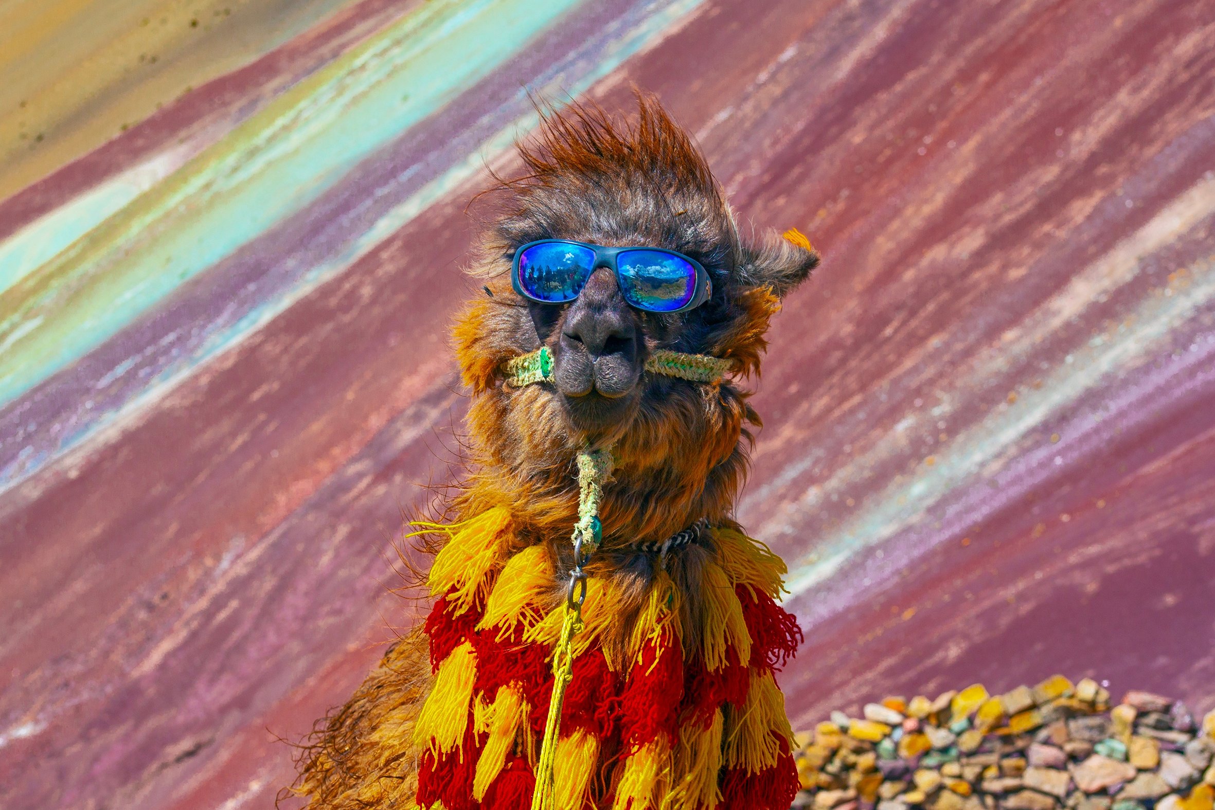 No Prob-lama