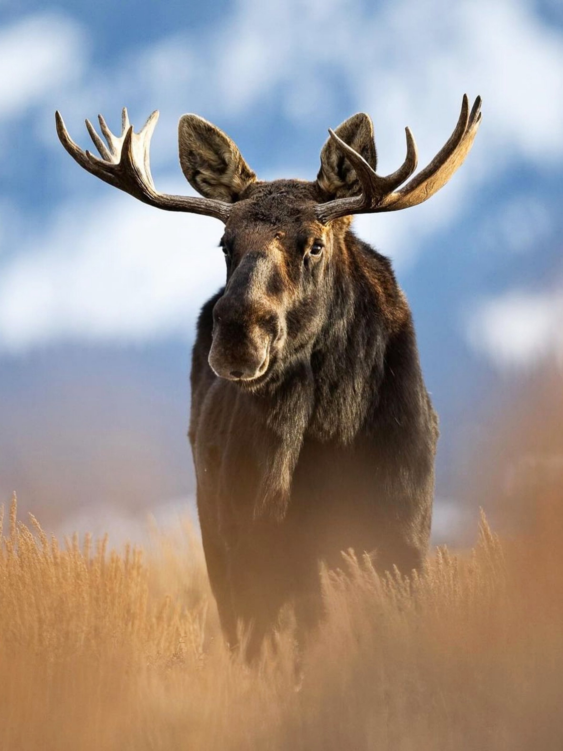 Don't Moose With Me 2