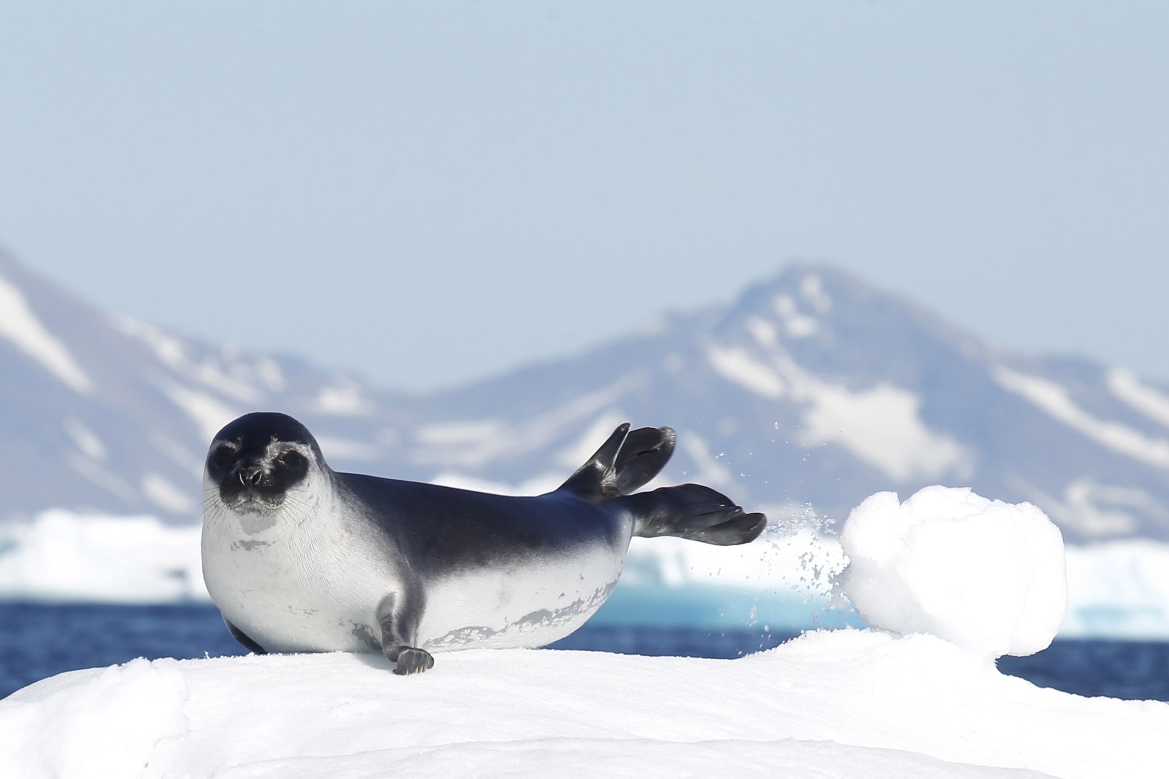 Seal of Approval