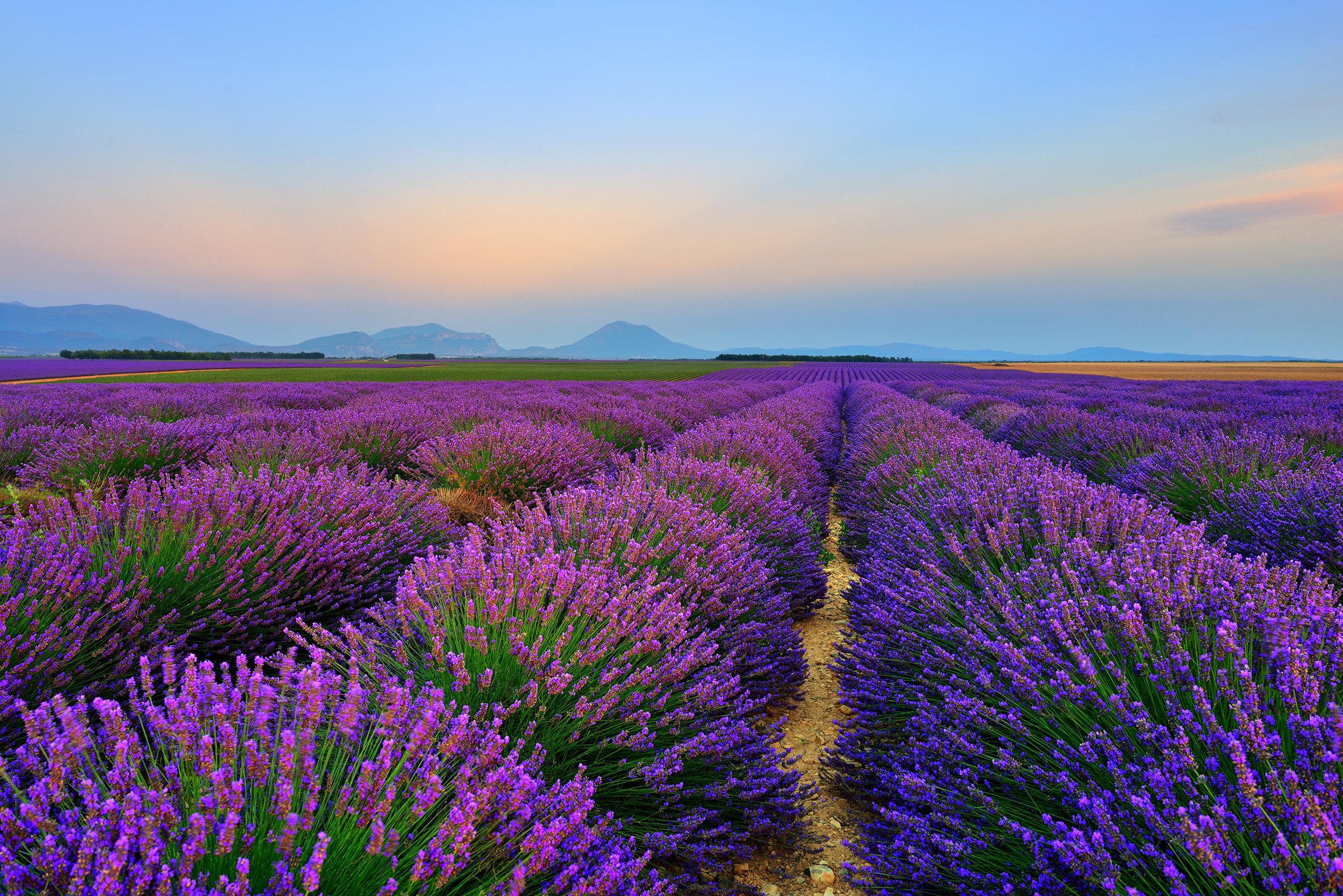 Purple Gold 2