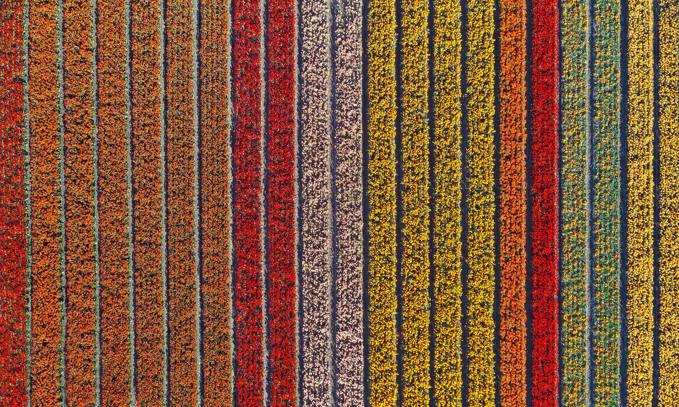 The Floral Divide