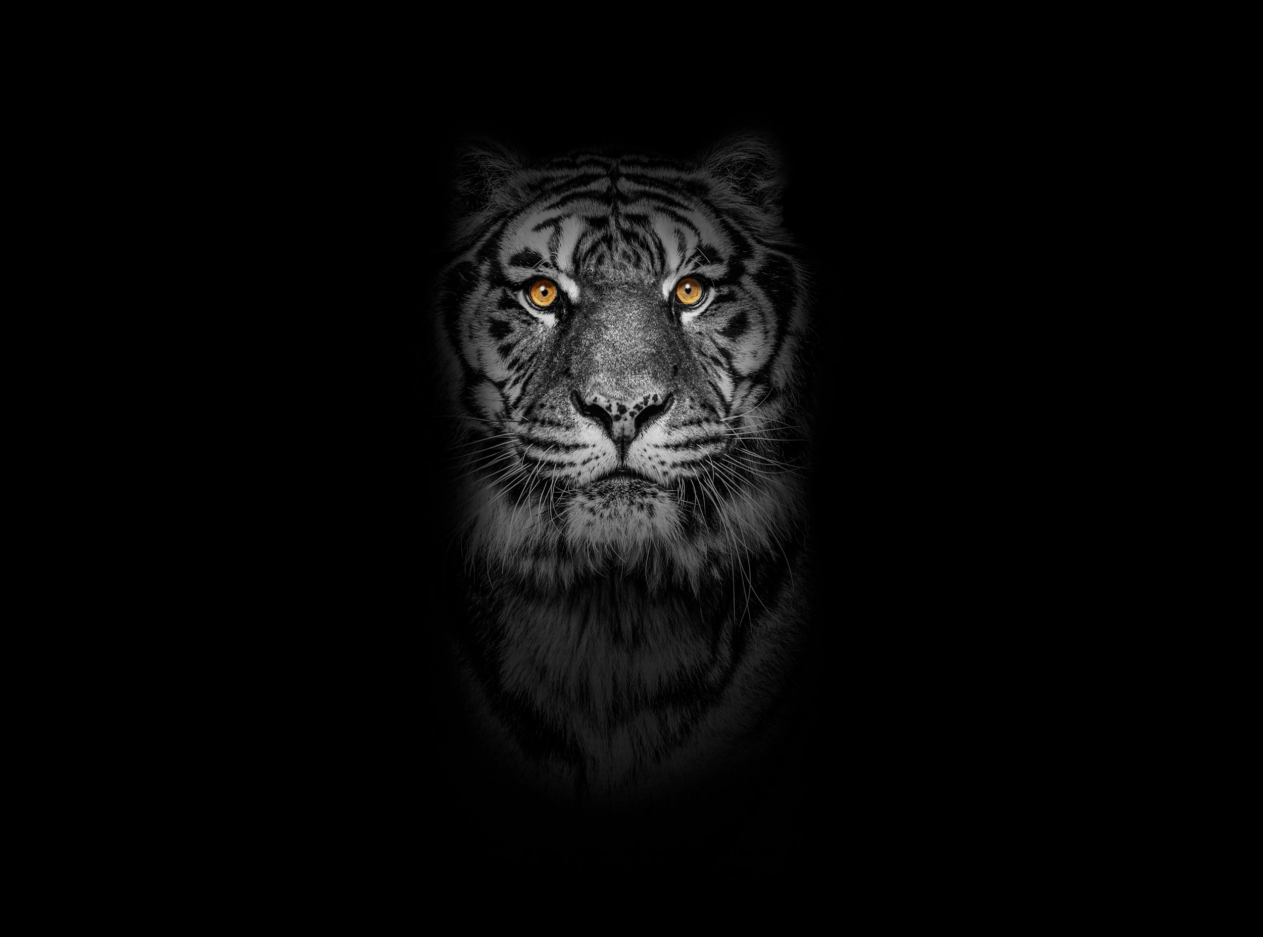 Born of the Wild 3