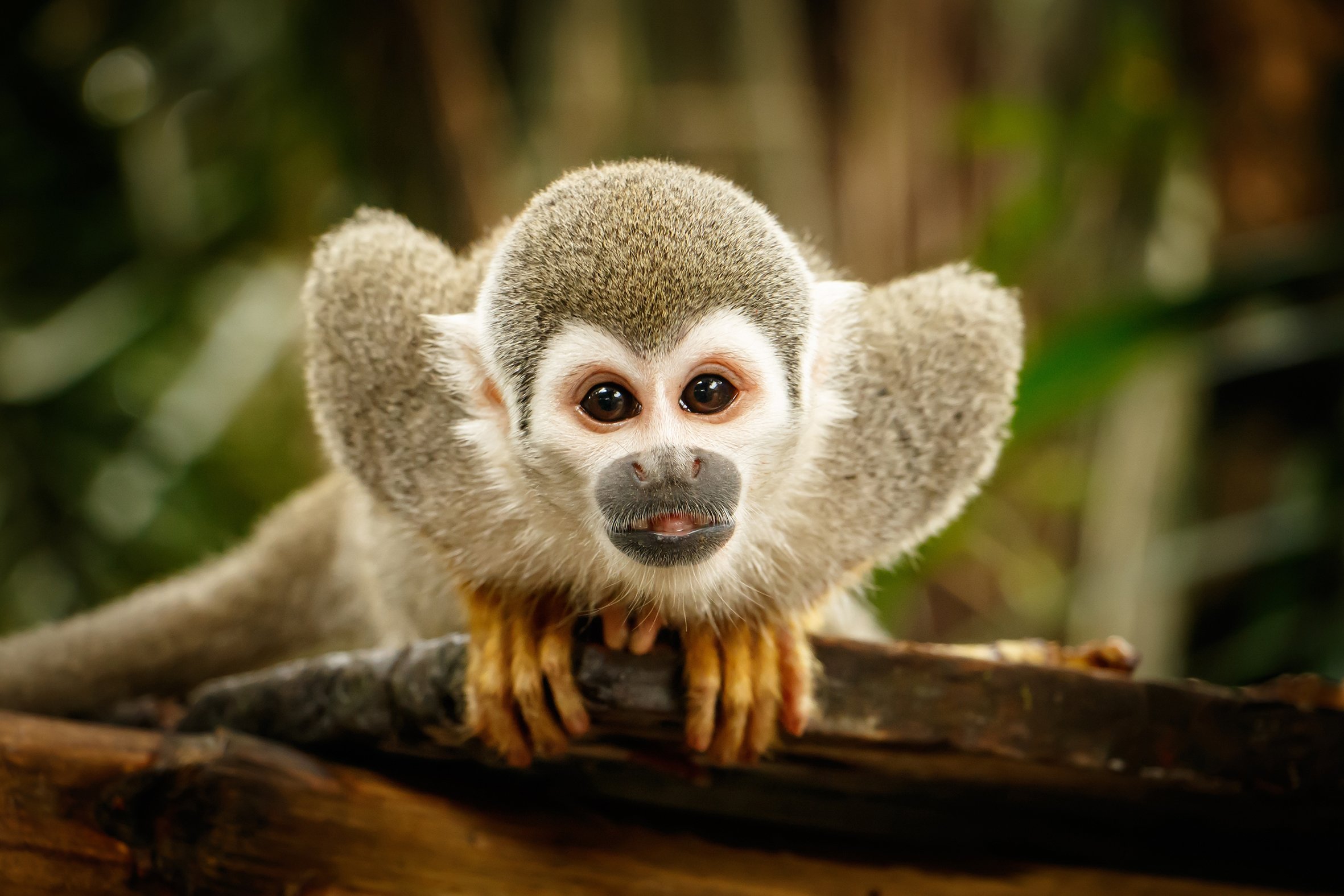 Curious Soul