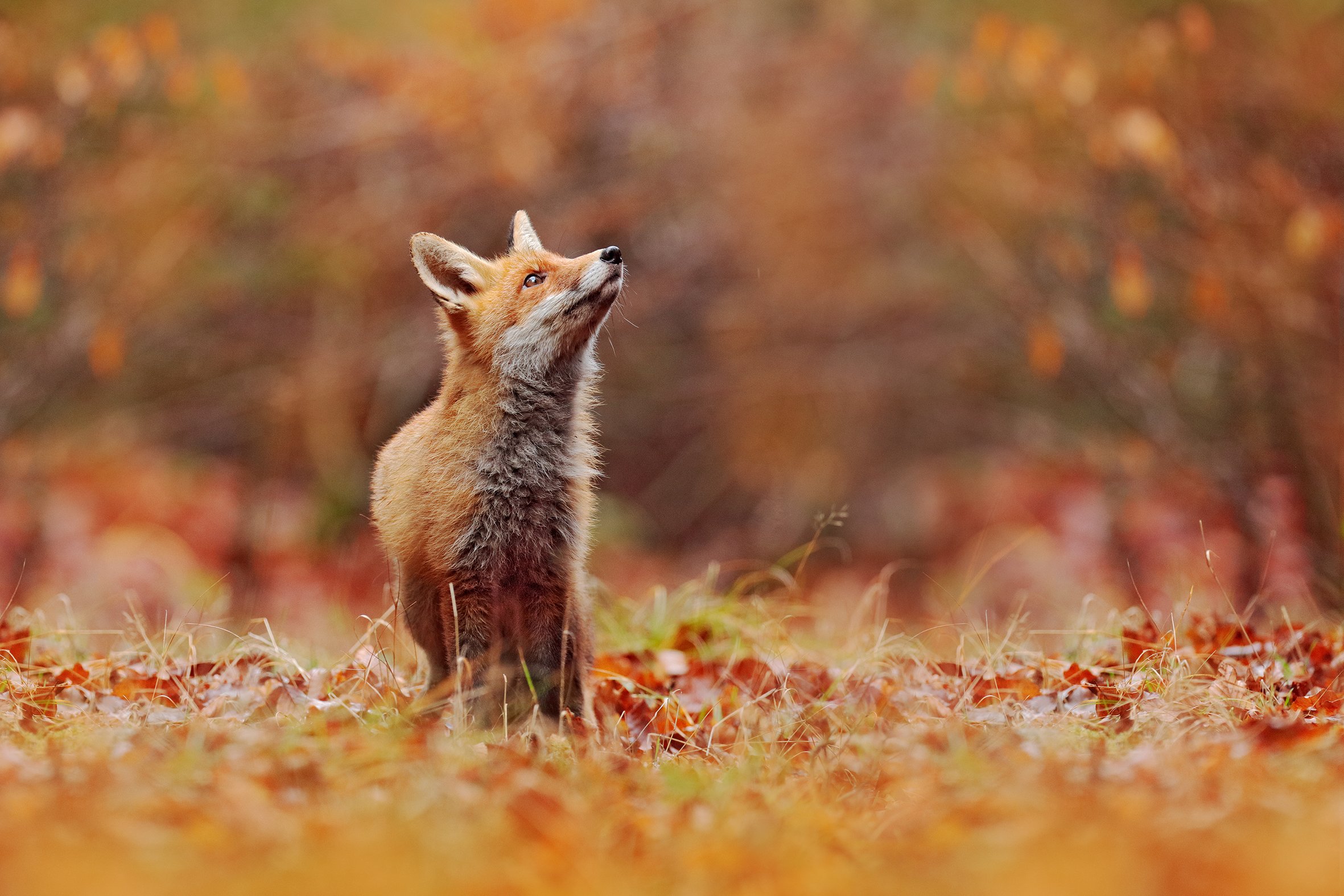 Fox Trot 2
