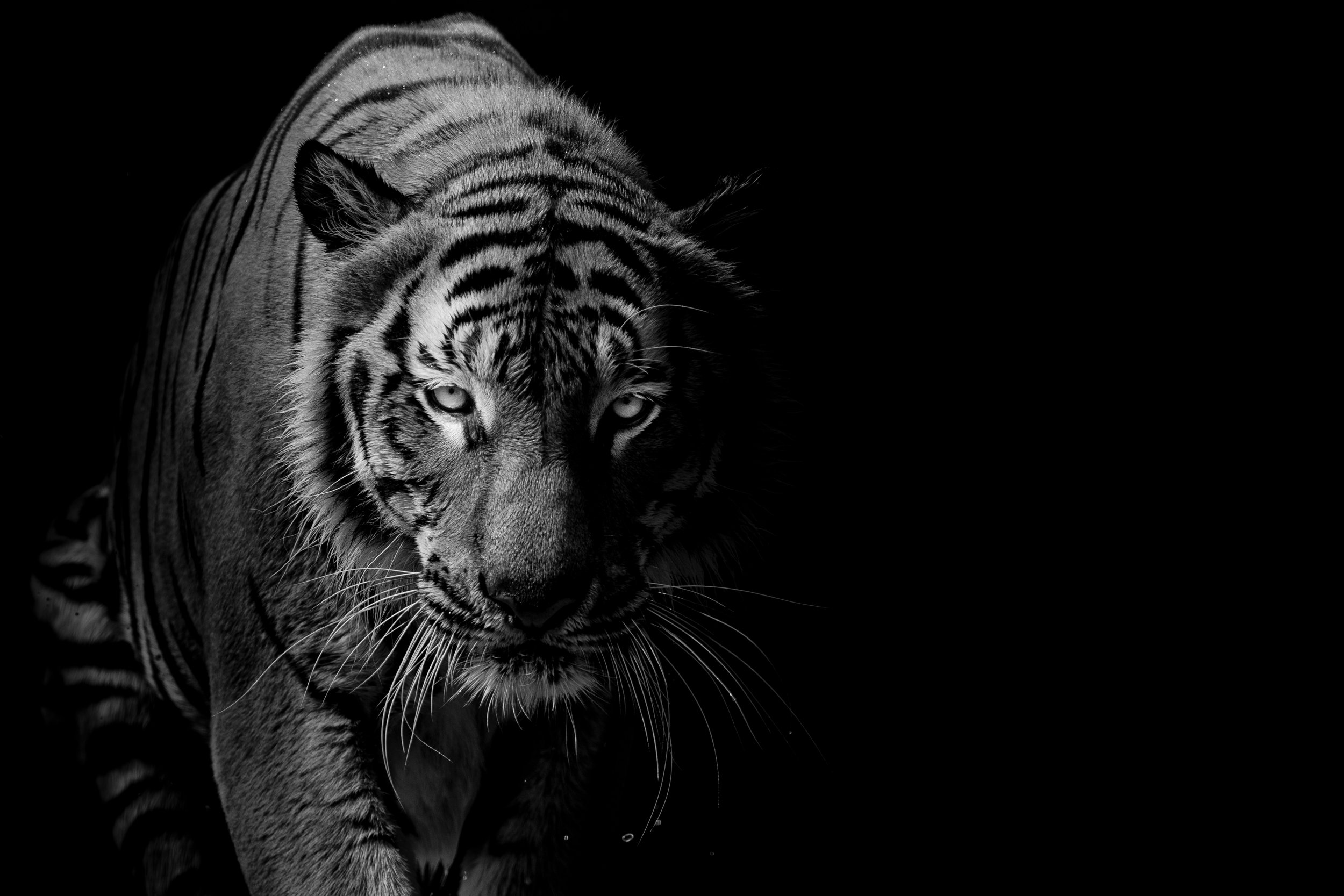 Born of the Wild 1