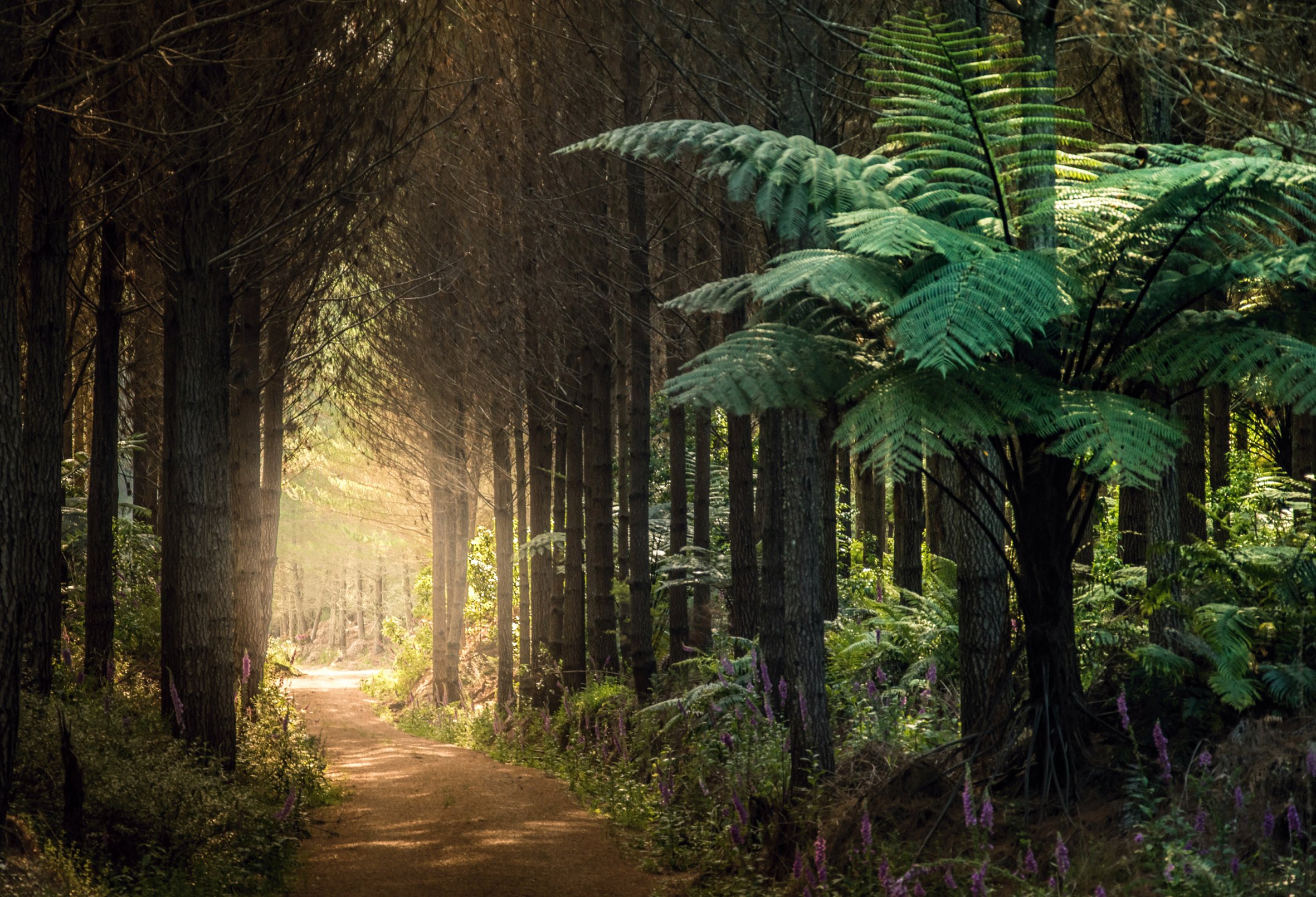 Fernwalk.jpg