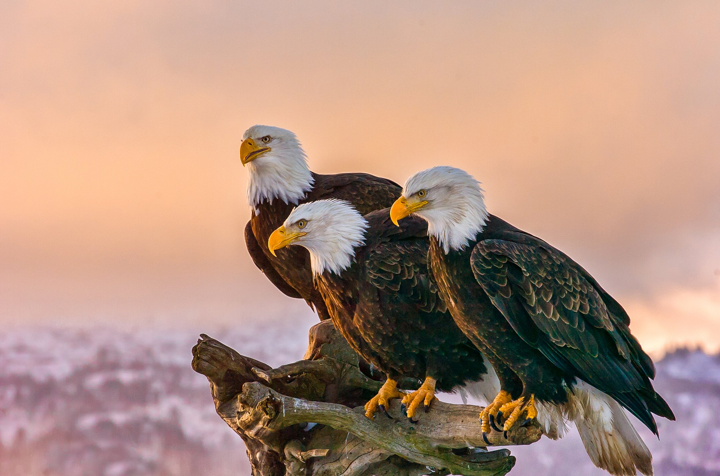 Eagle Council.jpg