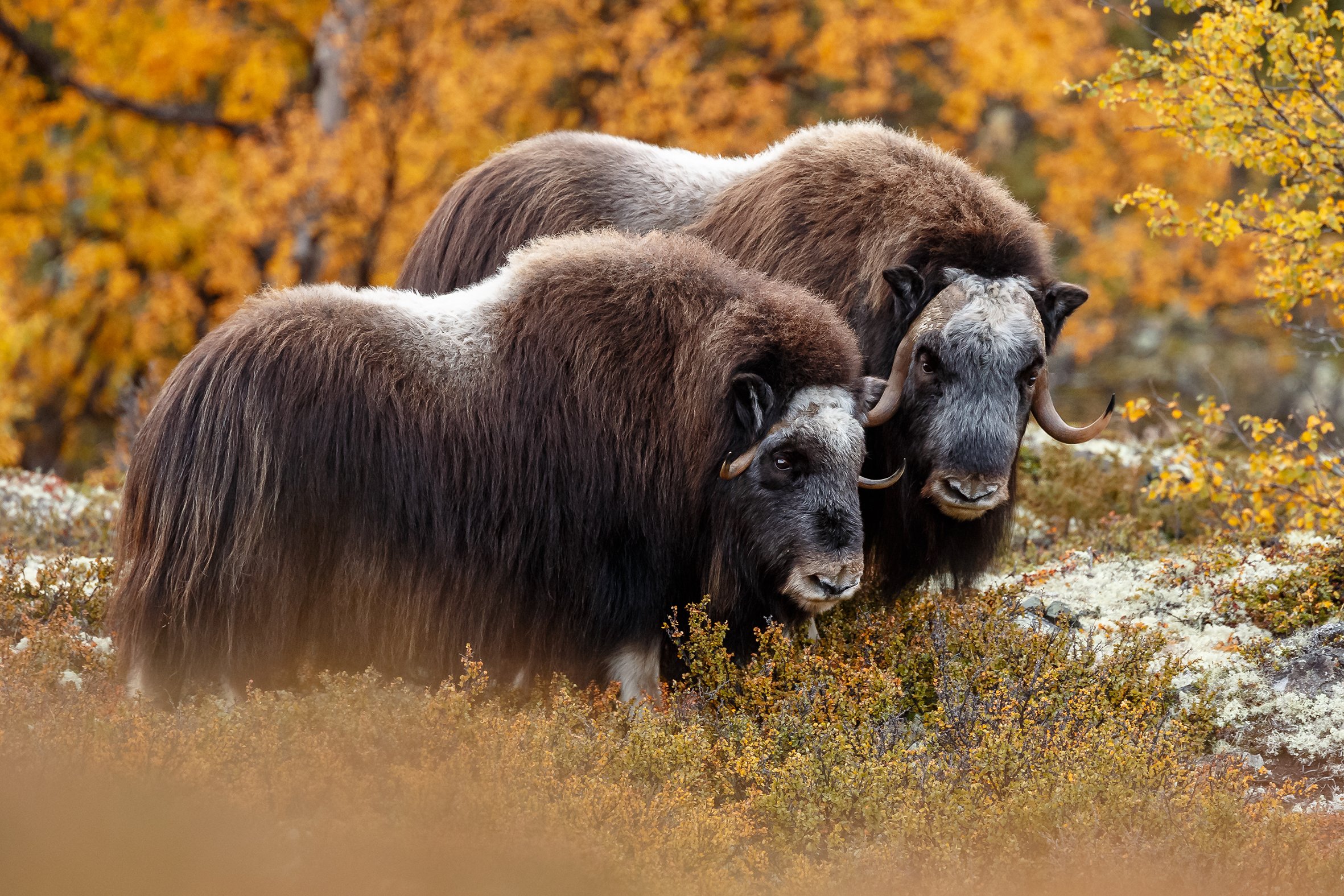 Sentinels of the Wild