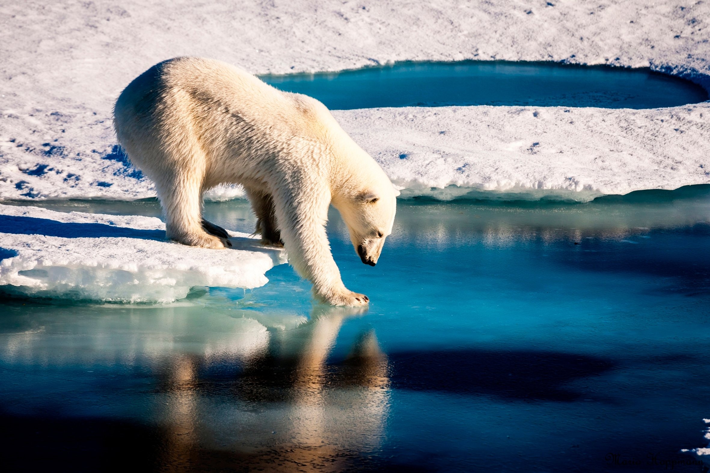 Polar Pause