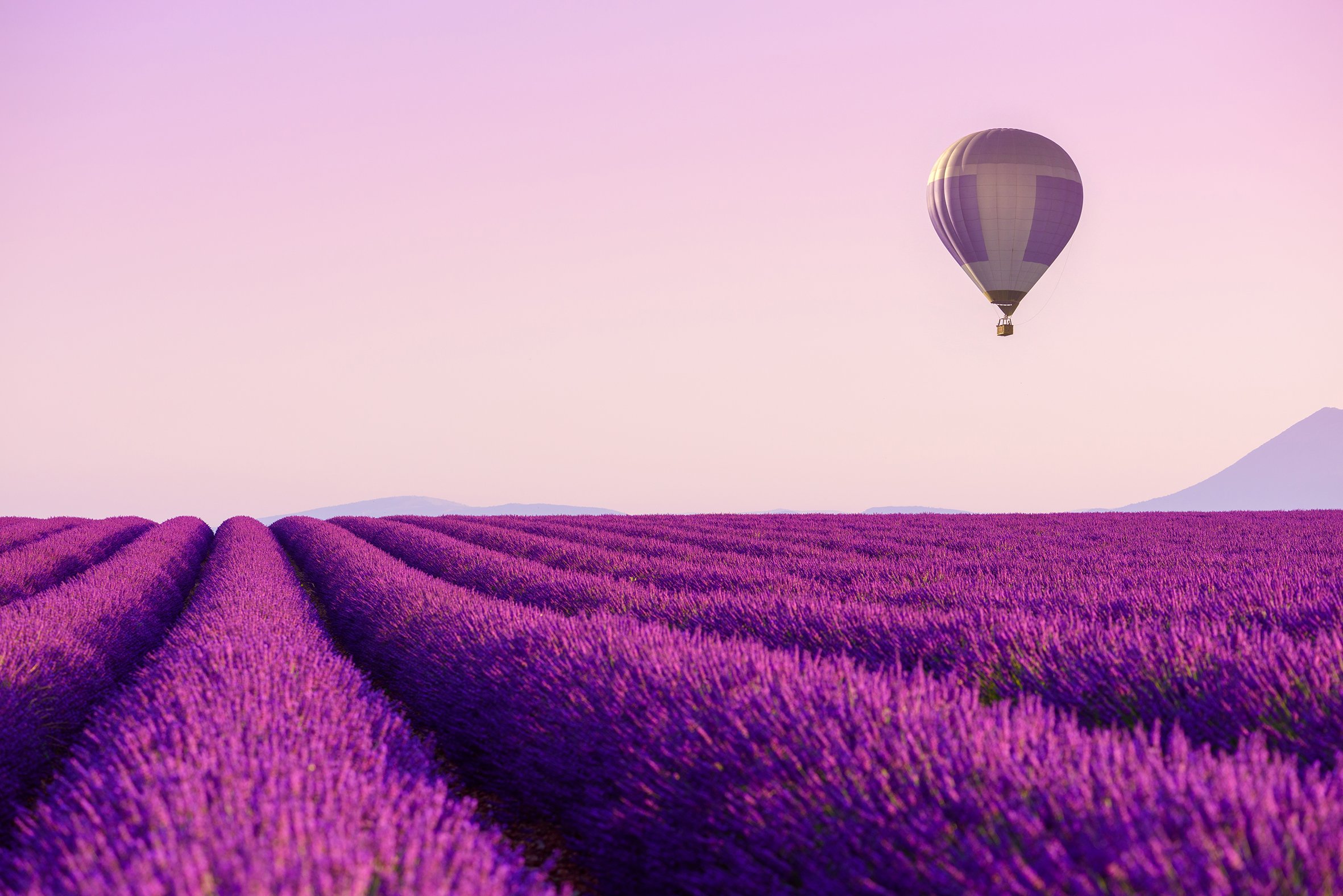 Purple Gold 3