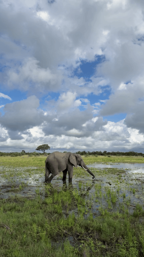 Elephant.gif