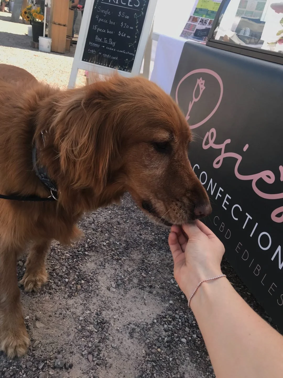 My Dog Got Into the Chocolate! — Rosies Confections