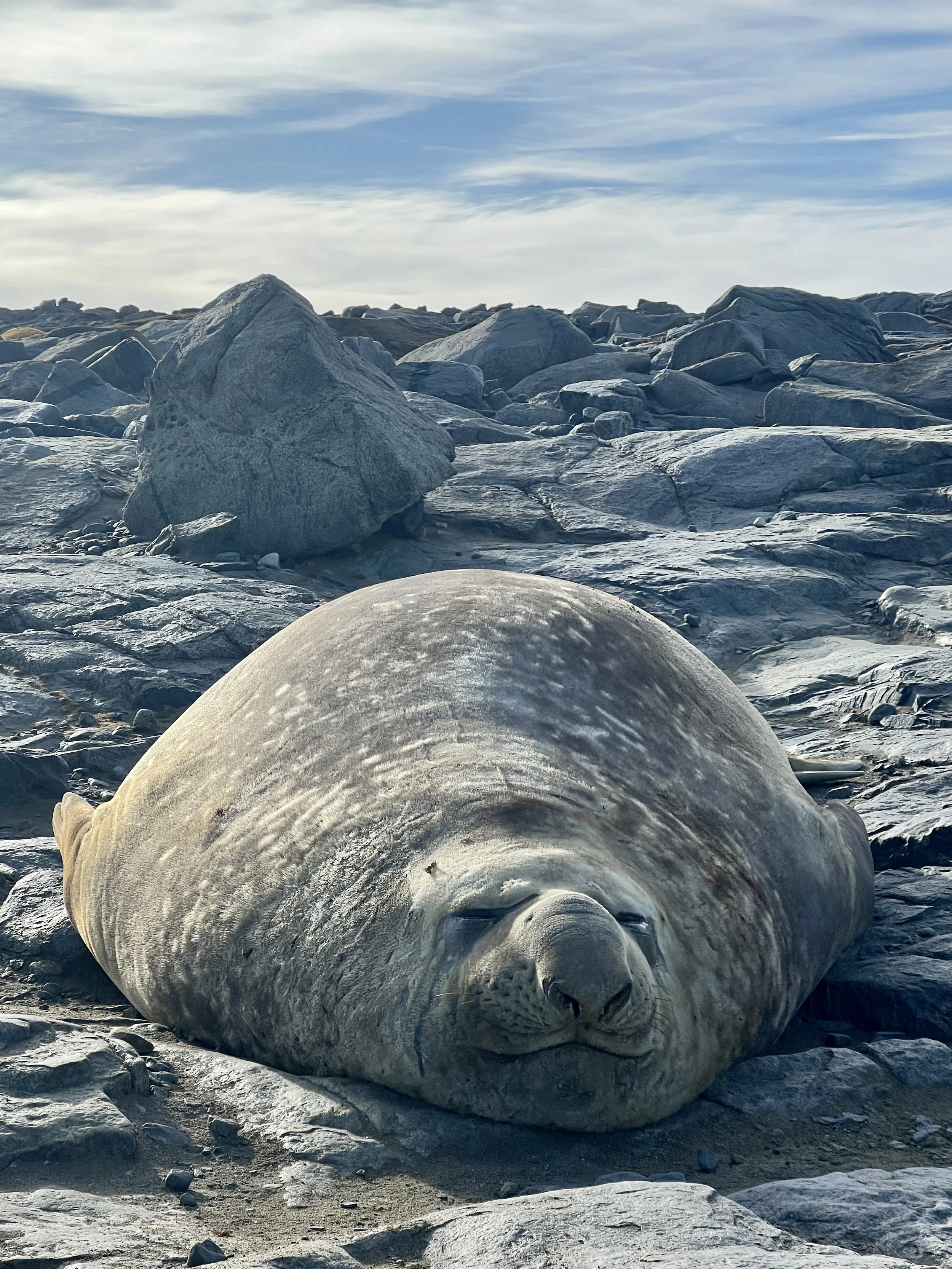 A lone Southern Elephant Seal, at The Old Wallow, near Davis Station in Antarctica