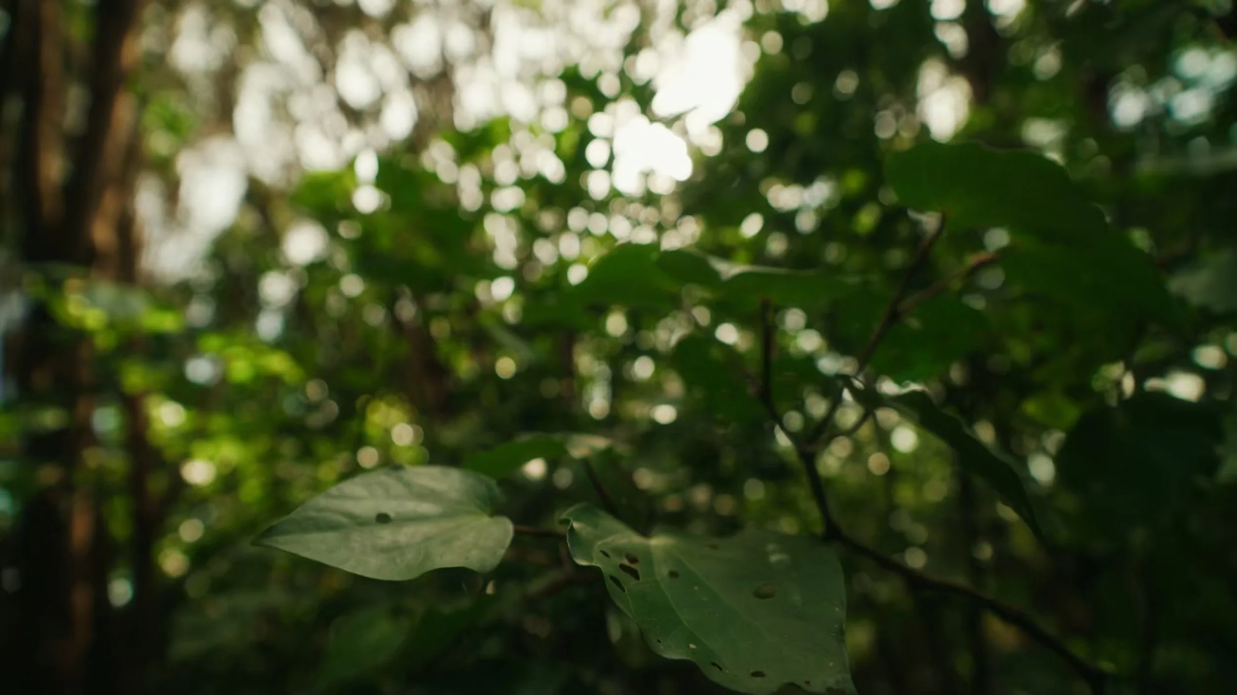 Close-up of green leaves with holes, surrounded by dense foliage in a forest or garden, with sunlight filtering through the trees.