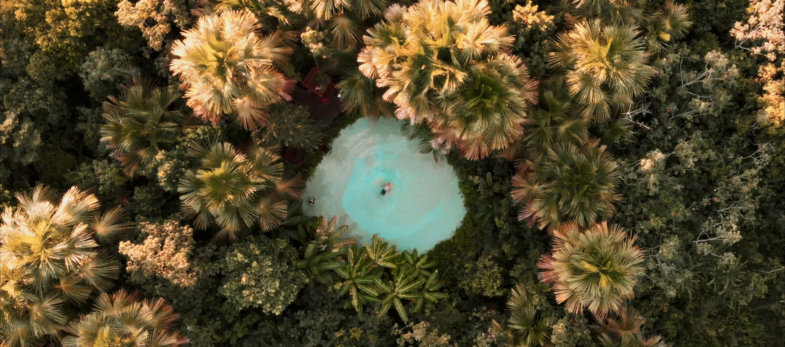 An aerial view of a small pool surrounded by dense tropical foliage, including palm trees and various lush green plants.