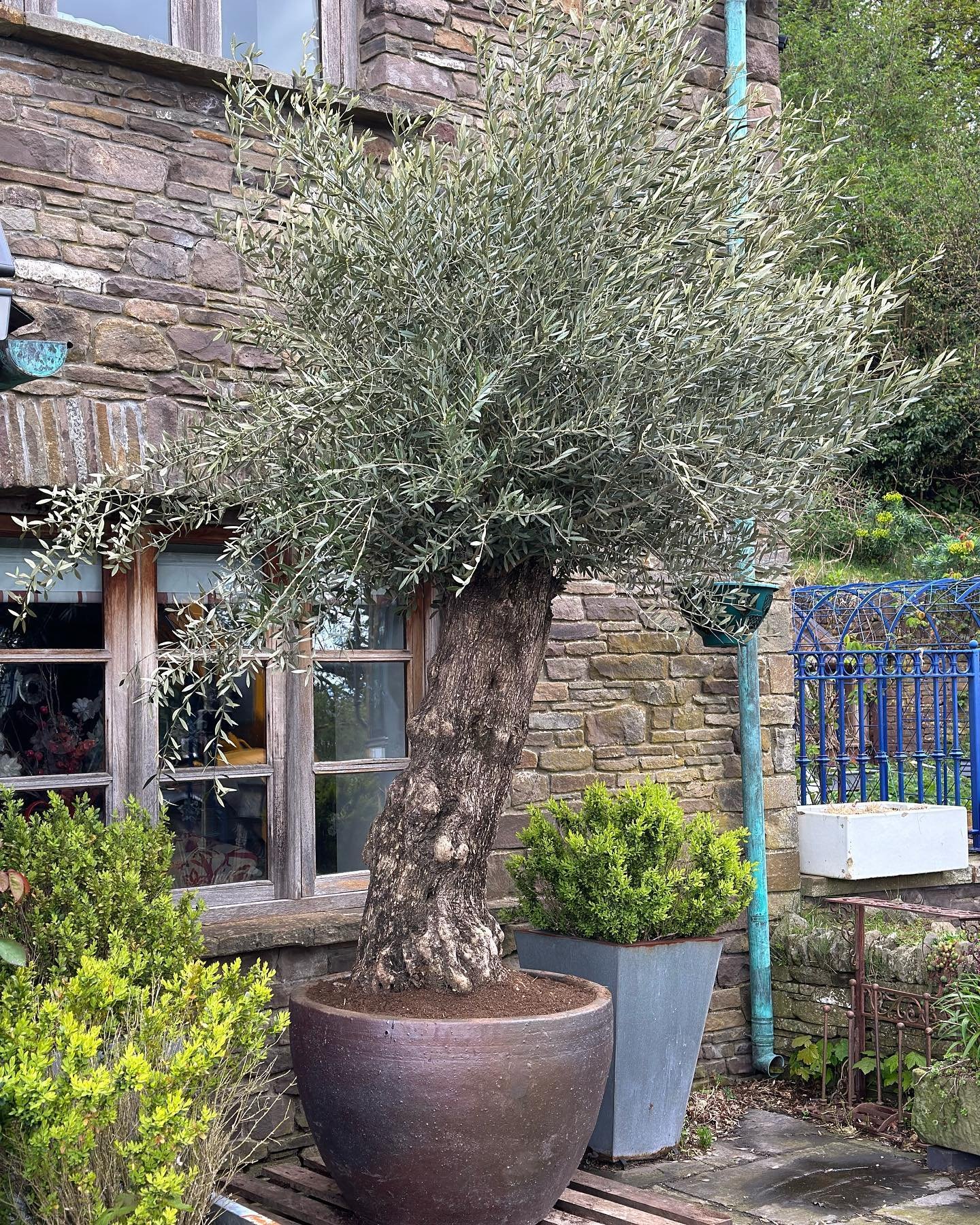 2 x Huge olives delivered and repotted on site by Liam and Gavin today 👏 🫒 🌳