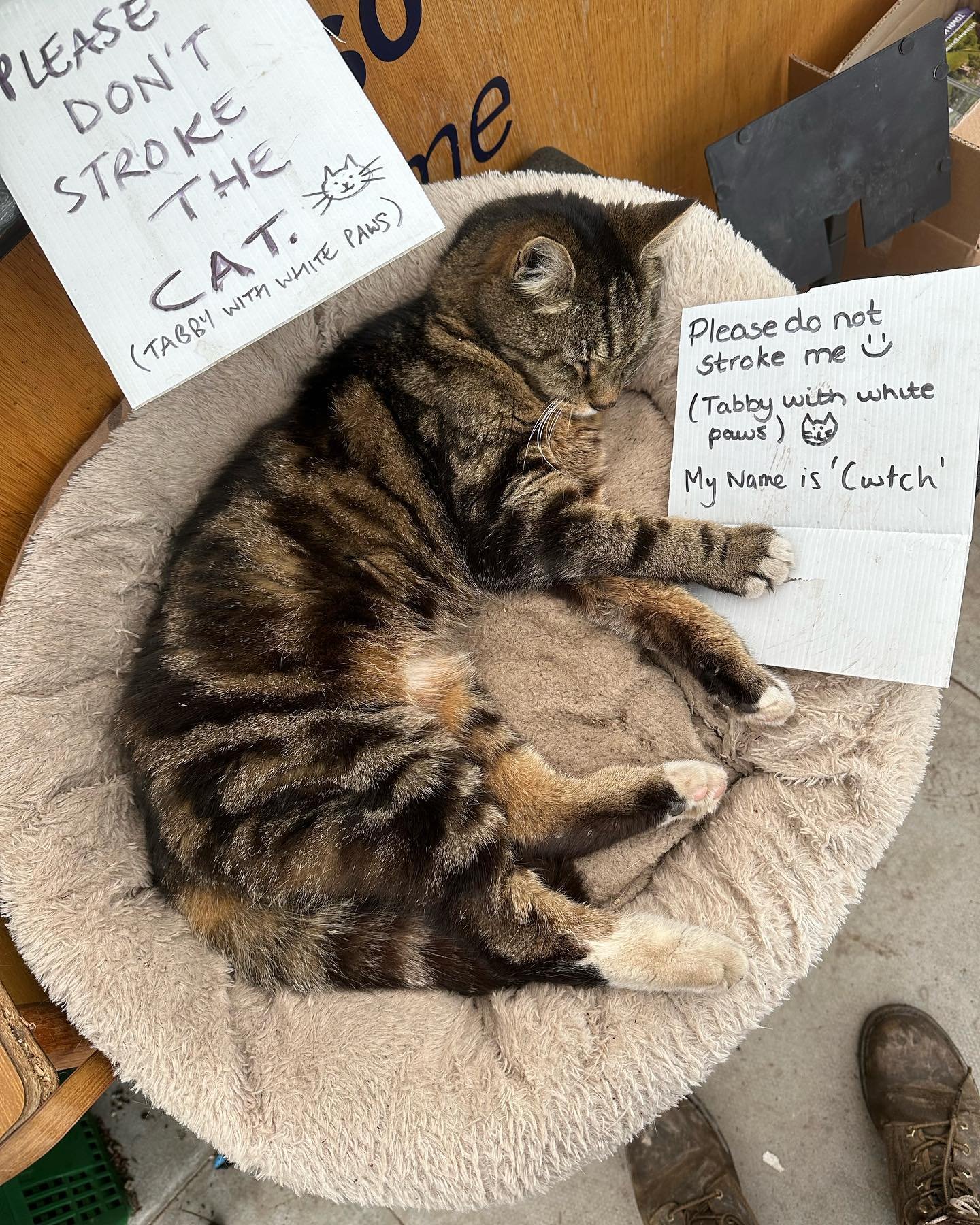 You have been warned&hellip;. Cwtch the cat is not to be messed with 🤣

Did you know we had a bad review on google (1 star) around 7 years ago because she scrammed someone who touched her 🤣