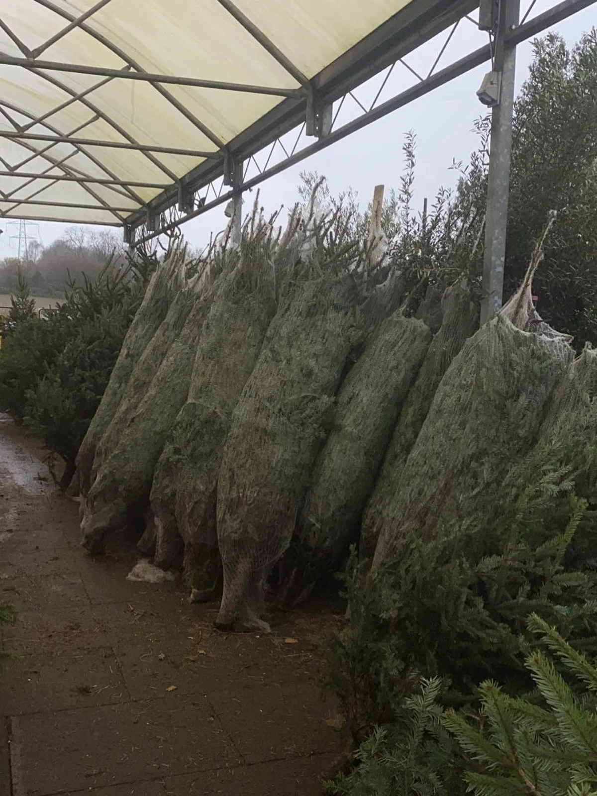 Frazier firs back in stock , time to smell christmas 🎄