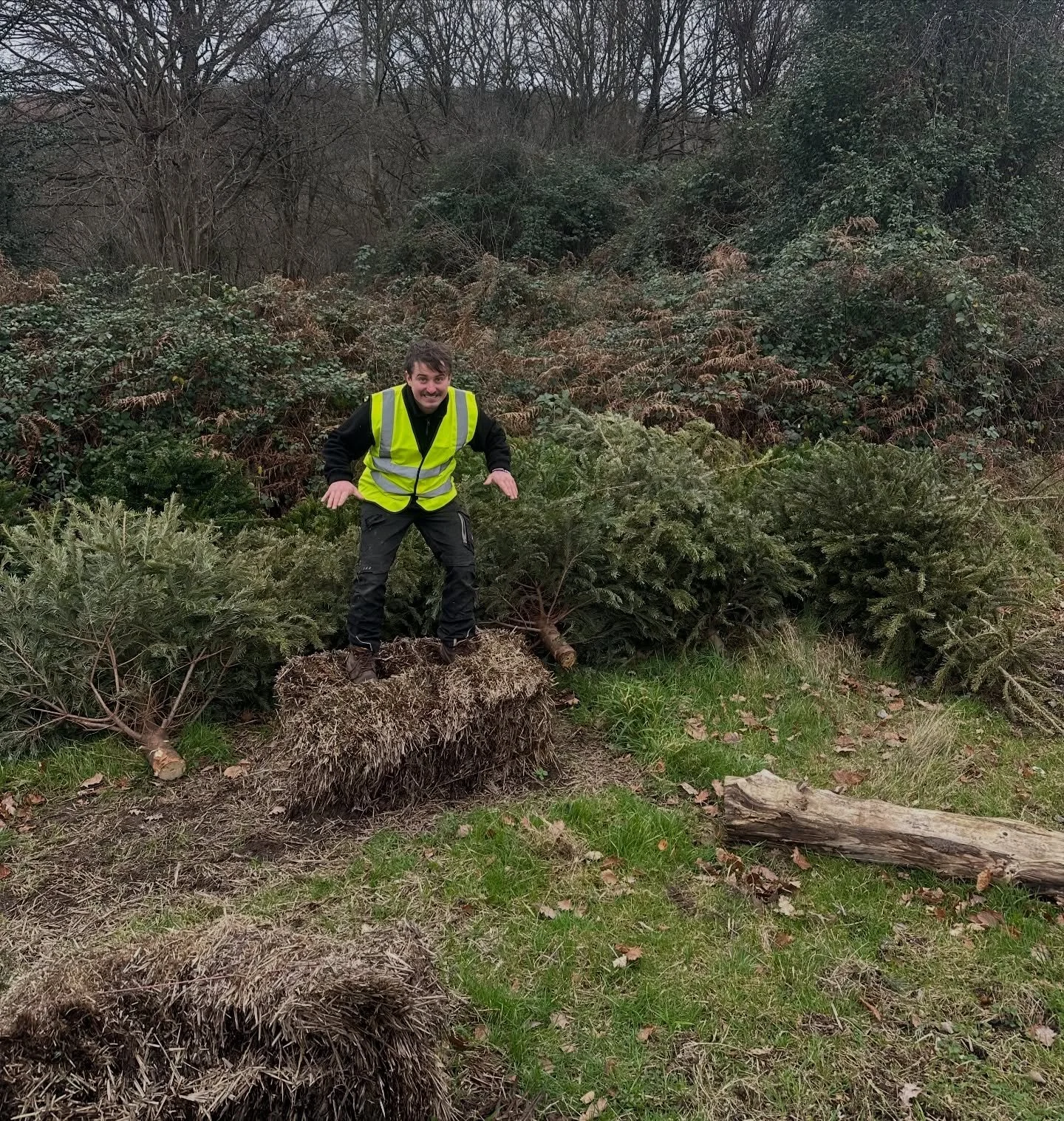 Our 1st tree collection is completed 👍🏼 we are piling them up long the pumpkin patch this year in the hope they will proved shelter for wildlife, some will be shredded up for our pumpkin patch mulch too :)
