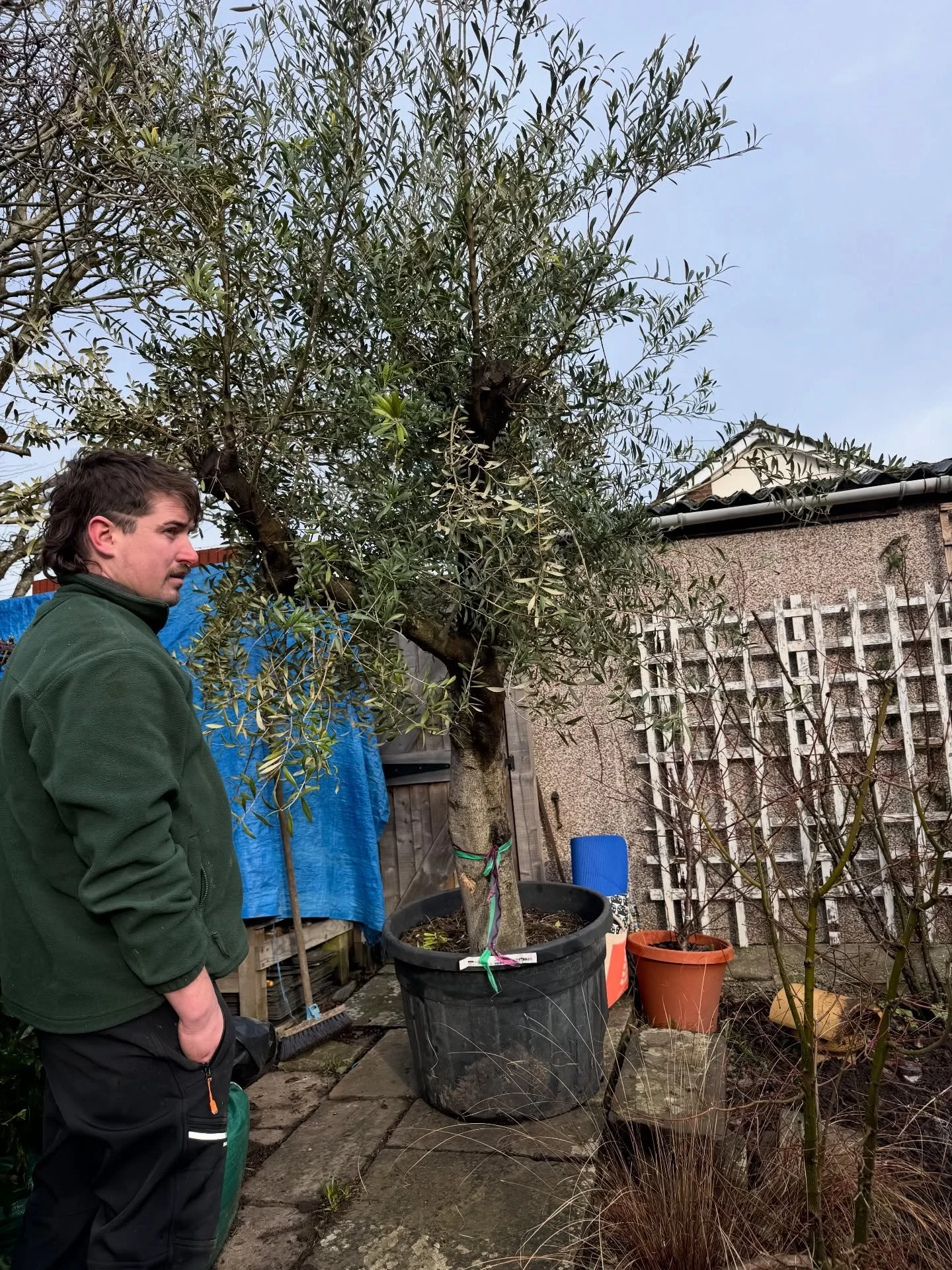 Big olive delivery in the Abergavenny area for Gavin and Liam 🫒