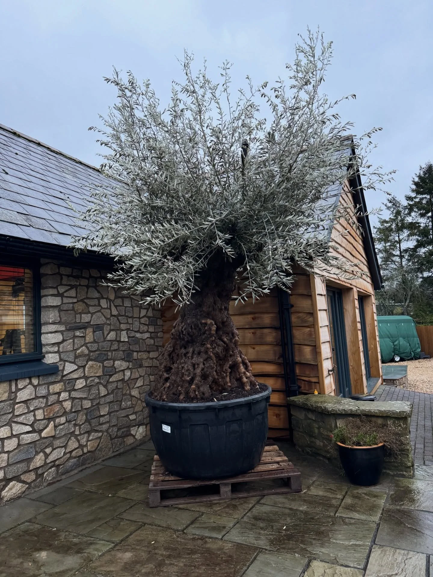 Today&rsquo;s delivery 📦 olive number 1 of 2 to this location 👌🏼✅