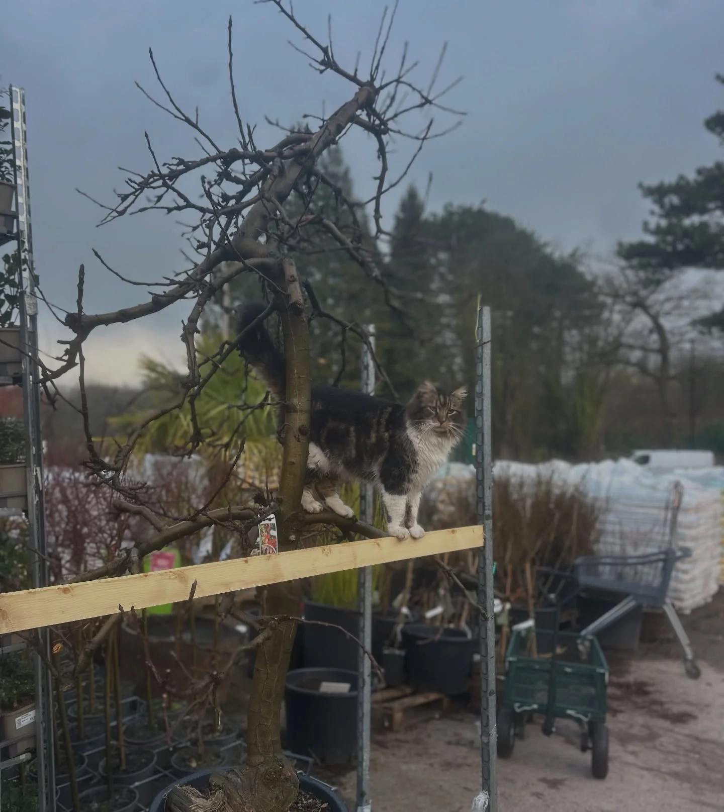 Anther dry day 🐕 🐈