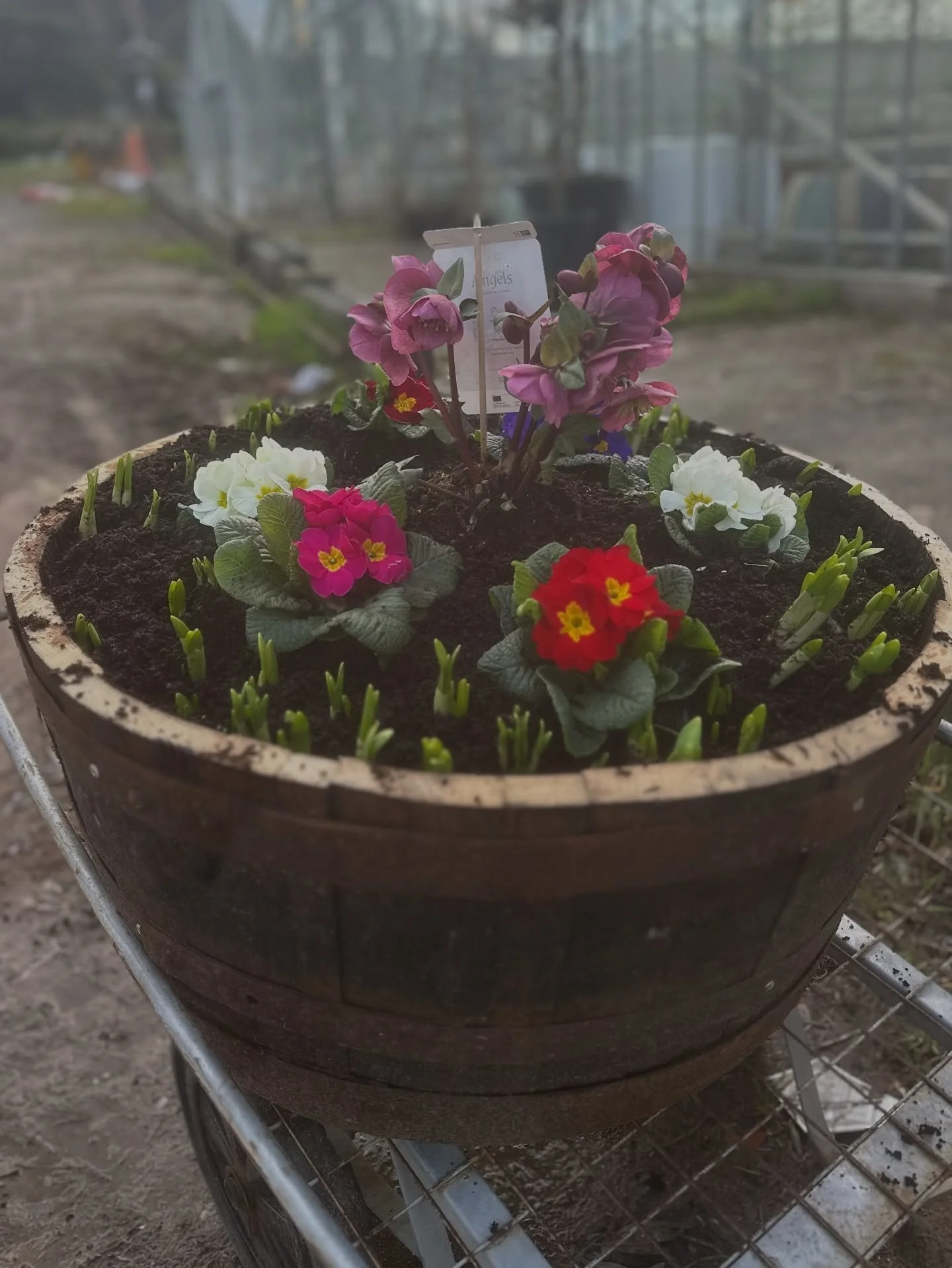 Let&rsquo;s have some spring cheer 👏 Abergavenny Garden Centre have teamed up with @whiskybarrelbrothers to provide you with the following giveaway! 🌺 

For your chance to win a Half barrel planted with tete tete daffs, primroses and a beautiful he