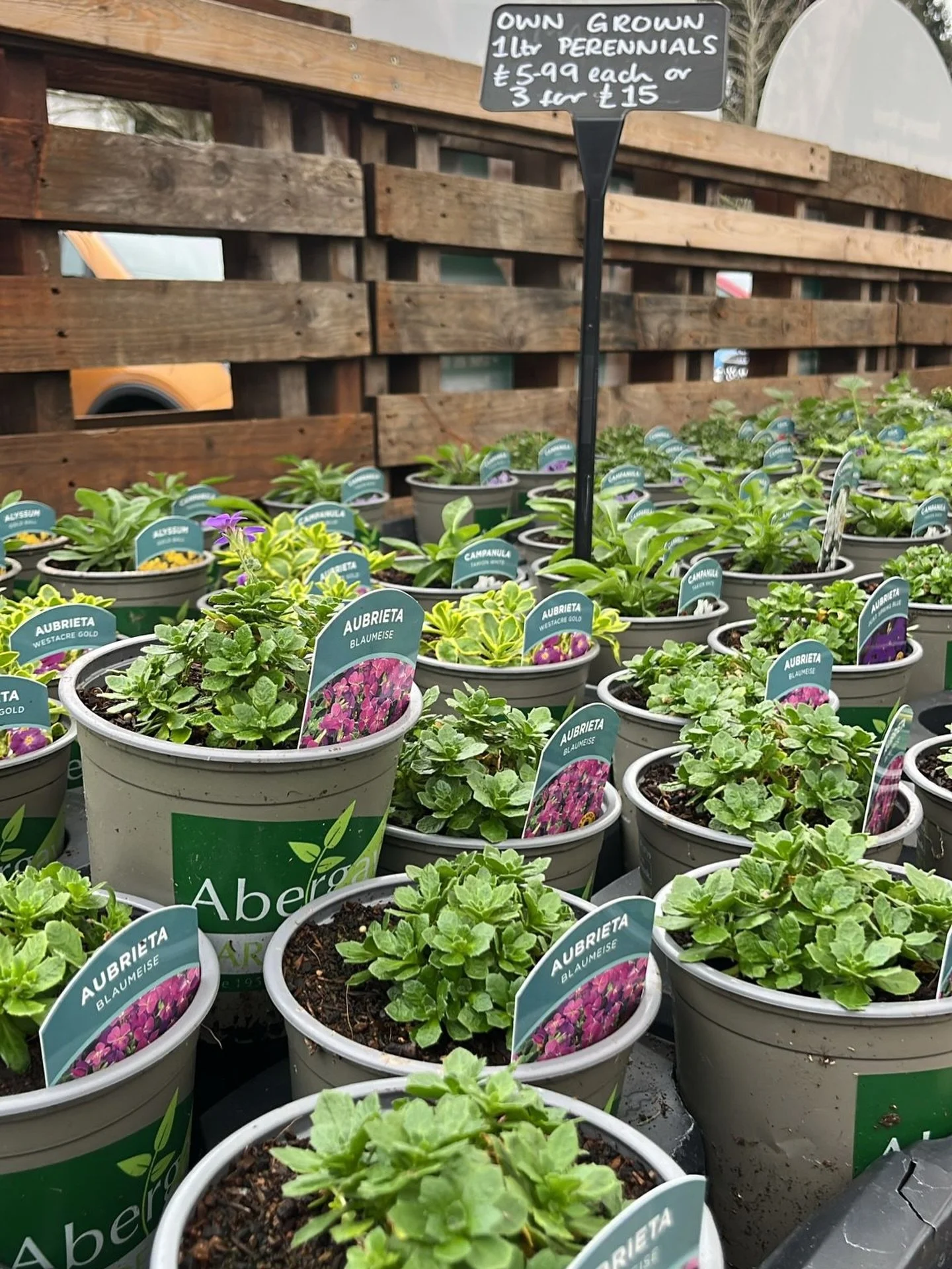 Our own grown PEAT FREE perennials are now on sale! Also our pots are made from recycled plastics and WE WILL TAKE THEM BACK FOR REUSE ♻️