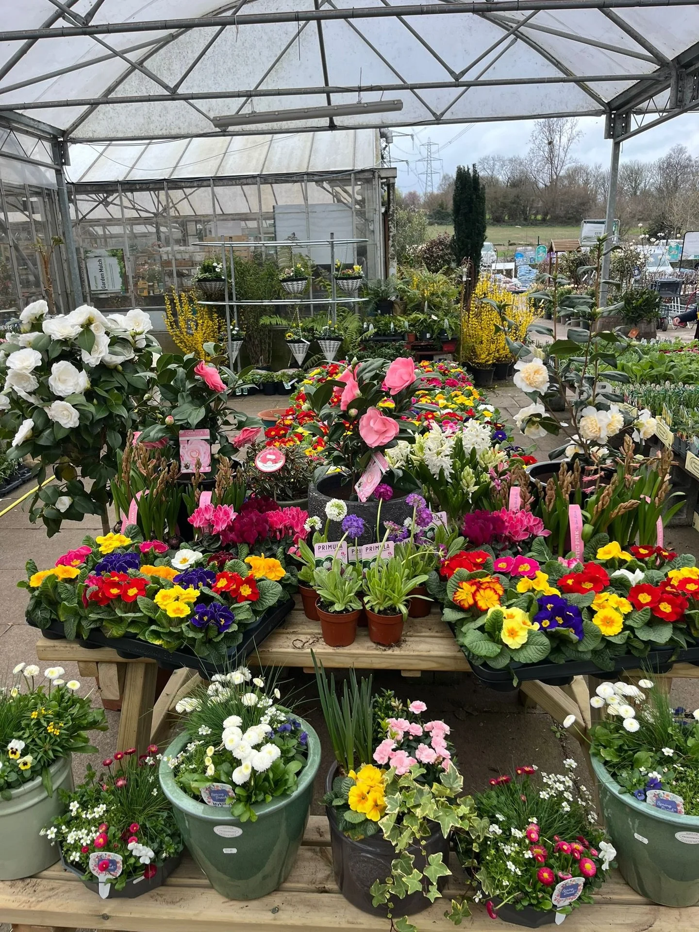 Plenty of colour for mother&rsquo;s day! 🌺