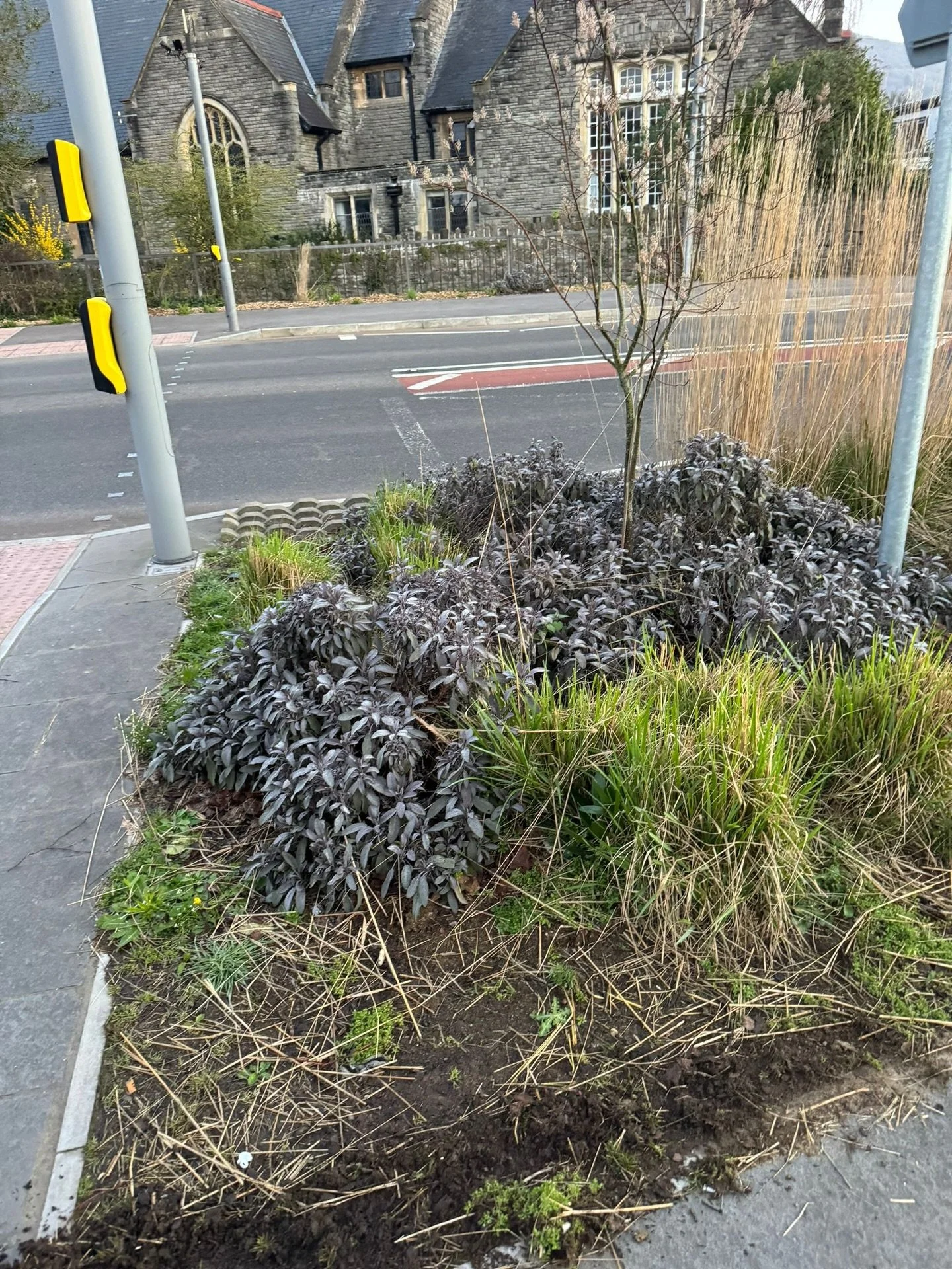 Another early start to tend to the beds by Tesco. Liam set out nice and early to avoid the road getting to busy , just one last bed to tackle next week 💪🏼