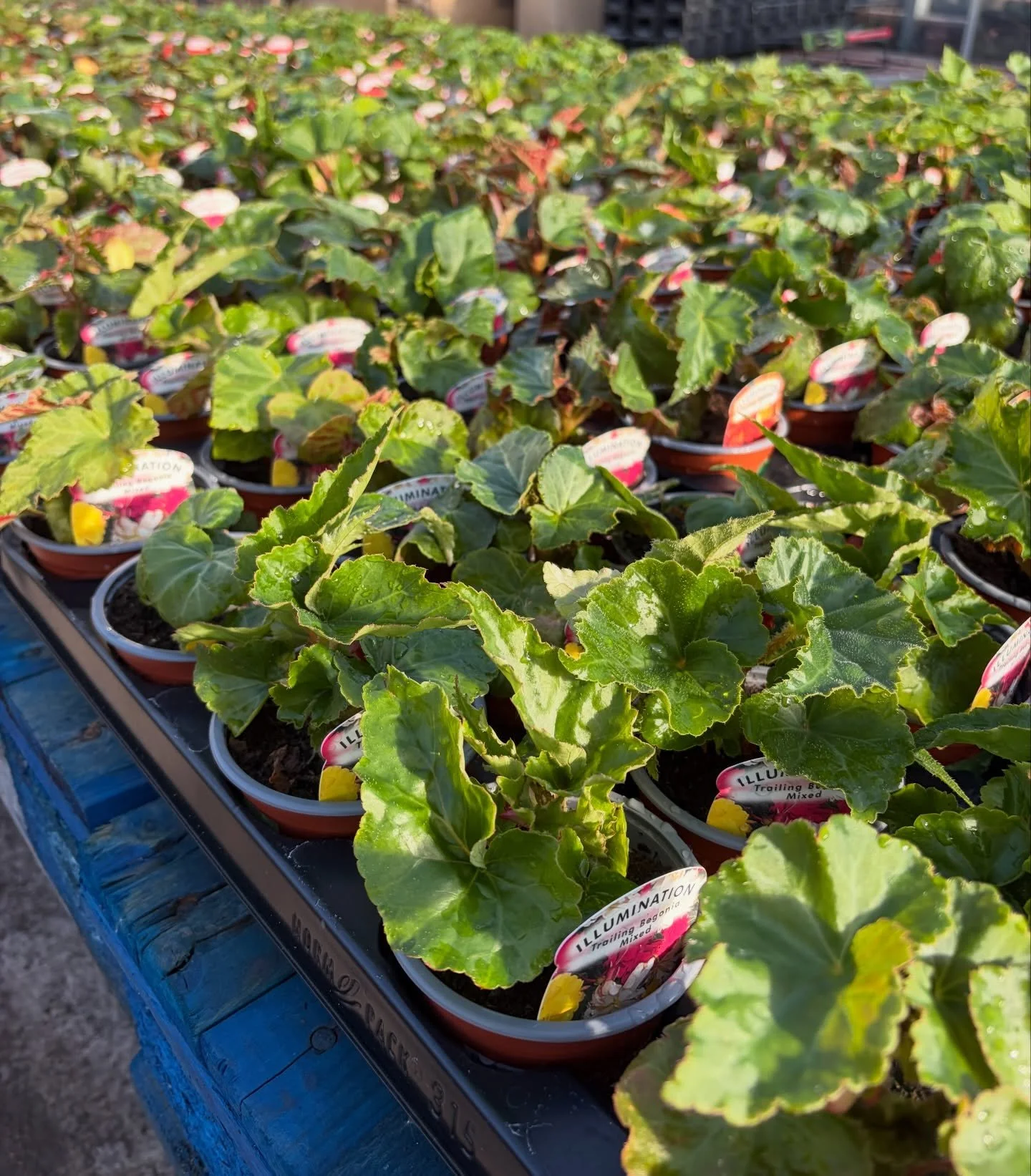 A fantastic weekend that saw so much of our own grown stock heading out! A lot of you were asking for begonias and other bedding! Although it&rsquo;s very early you can find them in our glasshouses :)