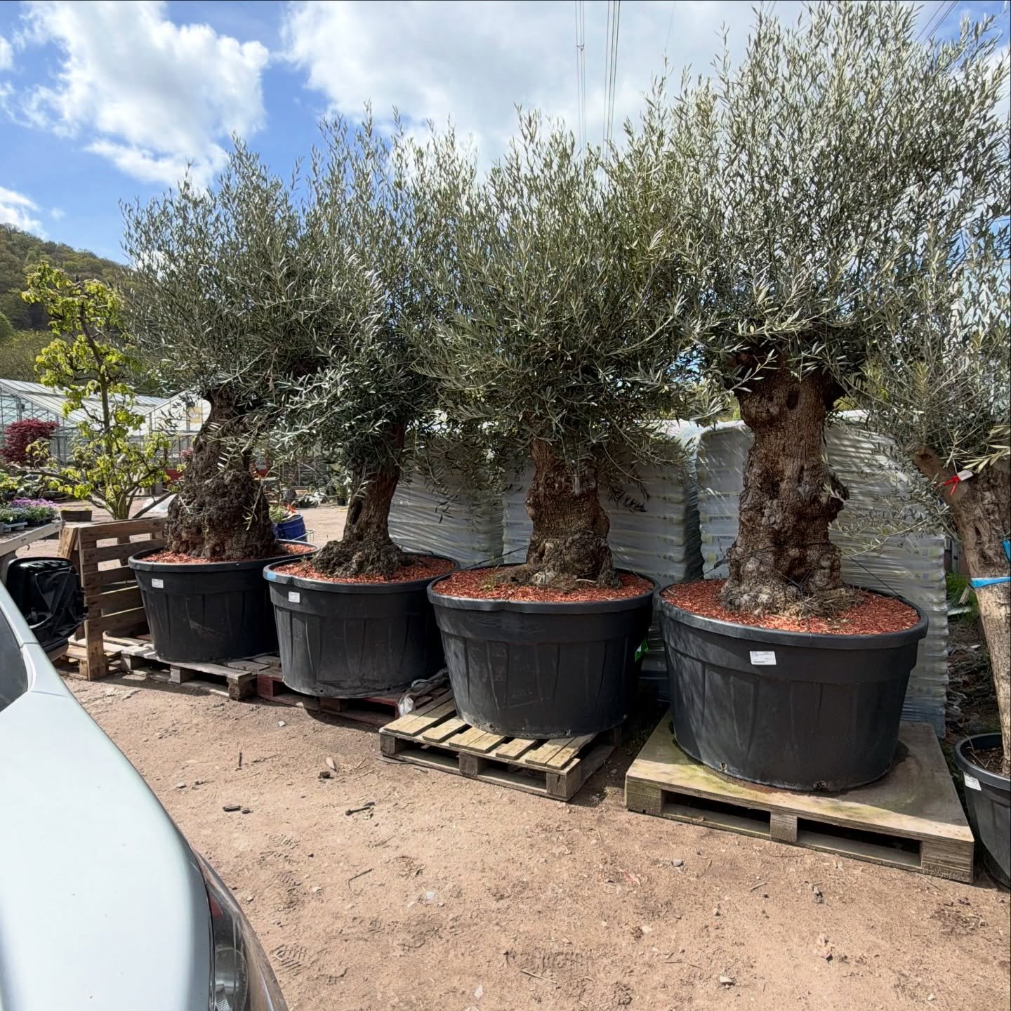 Big olives are back and yes we deliver 🚐 🫒 🌳