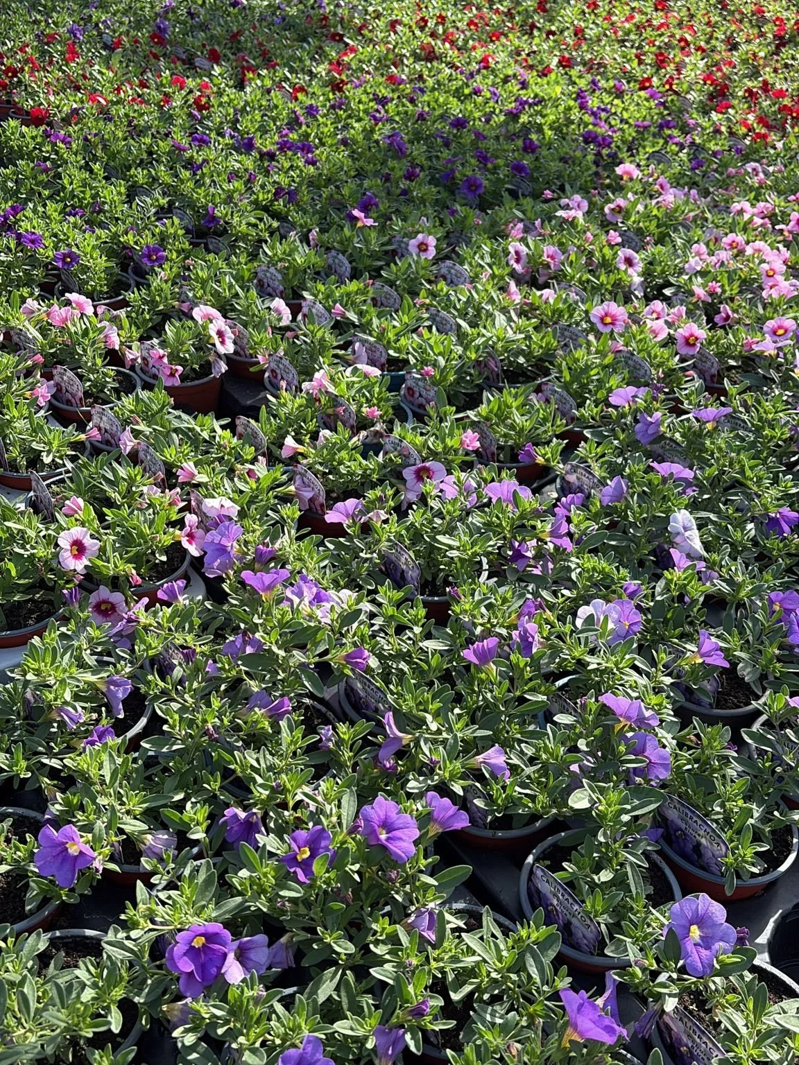 Something quite special about selling your own grow bedding! Although still early we have all this available now! Bedding packs &pound;3.50 4 for &pound;12 and basket plants &pound;2.99 10 For &pound;25 🌺🌸🪴🌷