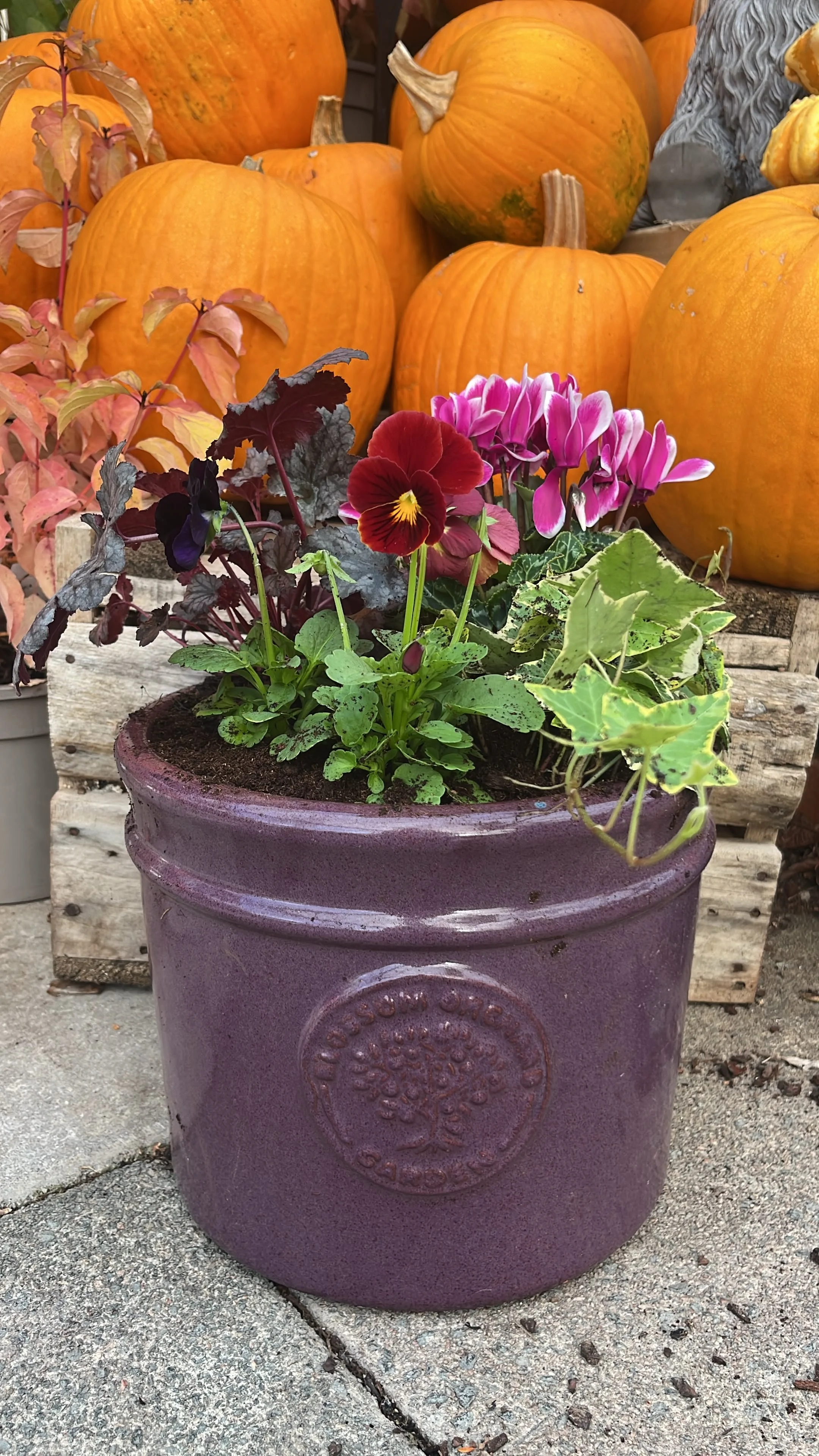 Winter Pot Underplanted With Bulbs - Medium