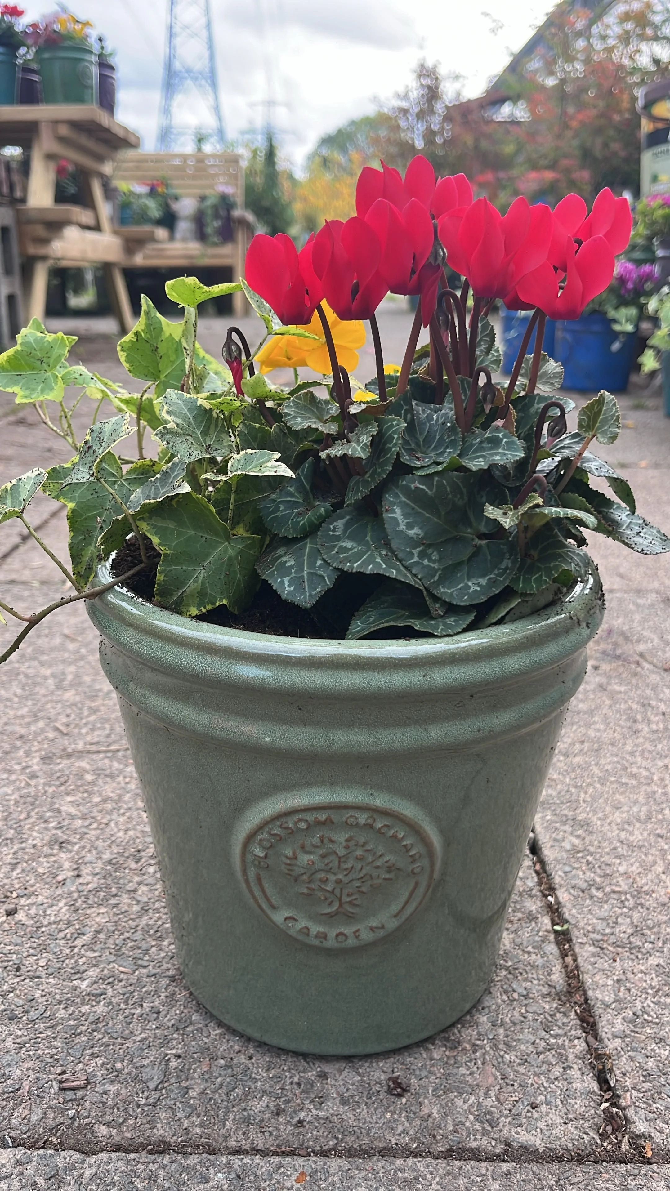 Winter Pot Underplanted With Bulbs - Small