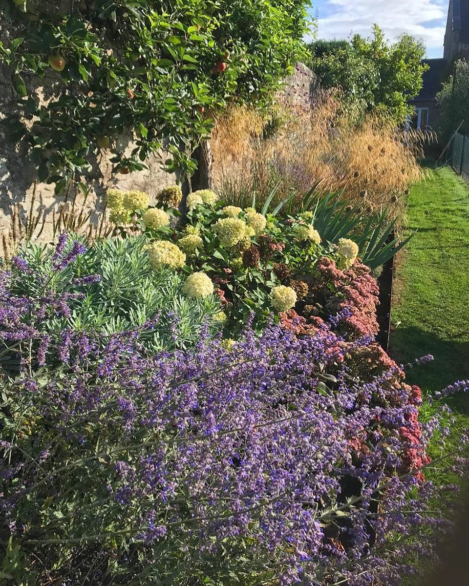 A beautiful late summer combination of Russian Sage, Sedum Matrona, Hydrangea Limelight, Euphorbia Silver Swan &amp; Deschampsia. Working well with the ripening fruit in the orchard border 🍎☀️#latesummergarden #gardendesigner #scottishgardendesigner