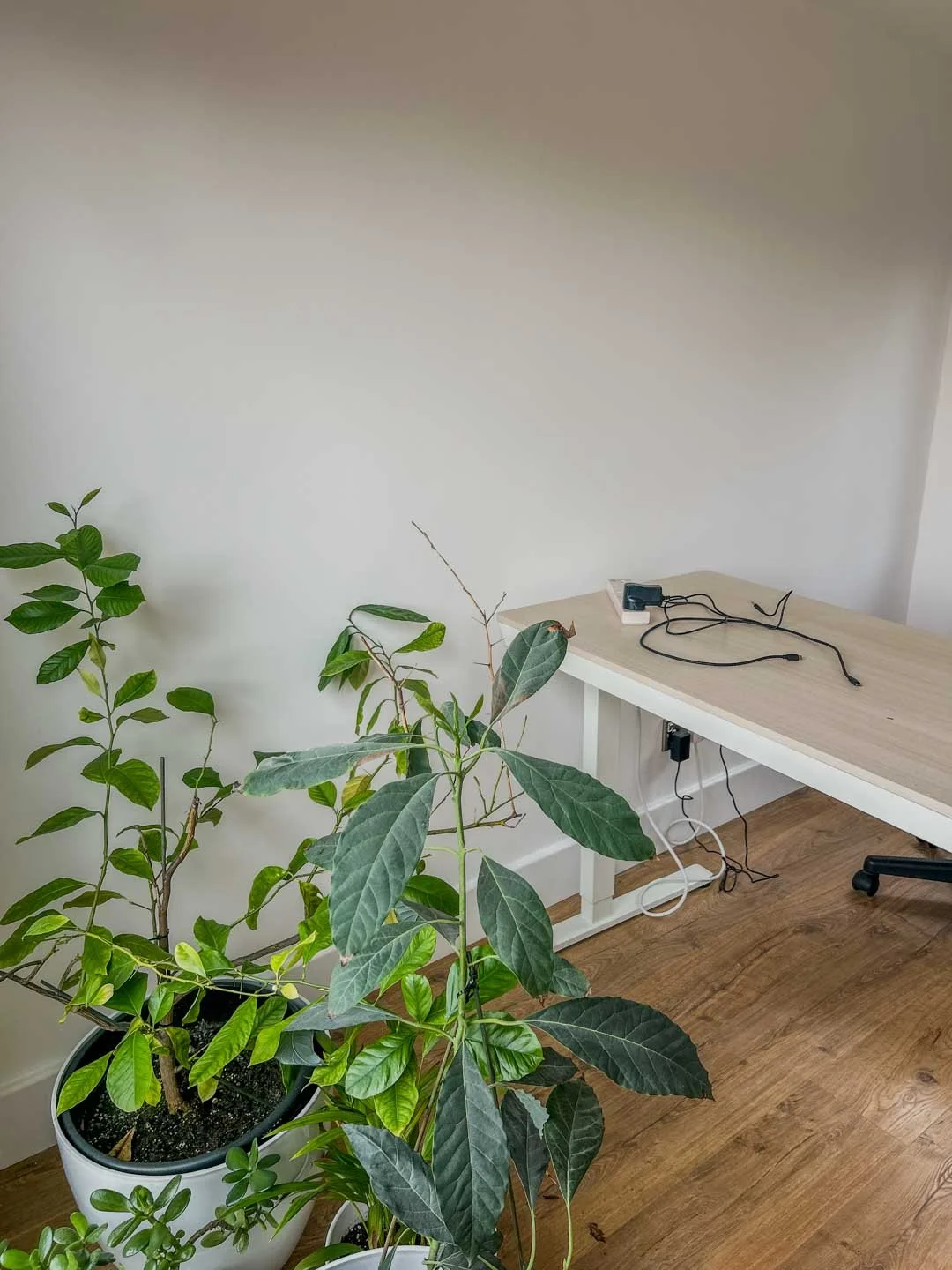 Bright minimalist garden room interior with wood flooring, desk setup and indoor plants